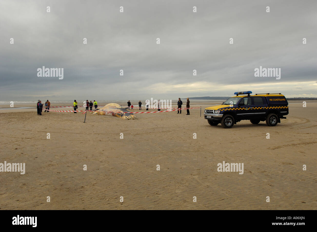 Les biologistes prélèvent des échantillons d'une baleine à nageoires (Balaenoptera physalus) lavée morte sur Camber Sands East Sussex UK Banque D'Images
