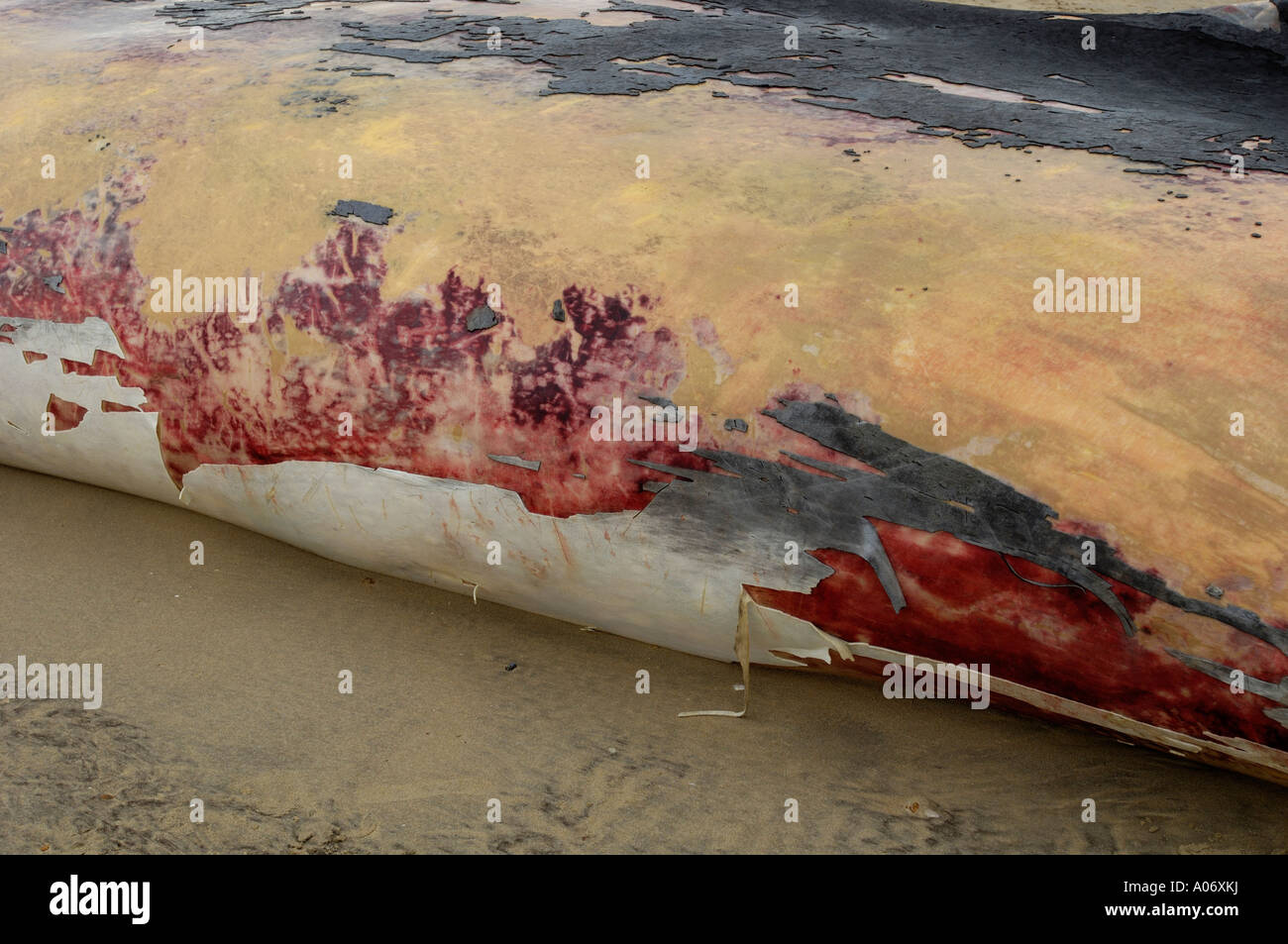Rorqual commun Balaenoptera physalus rejetés morts à Camber Sands East Sussex UK Banque D'Images