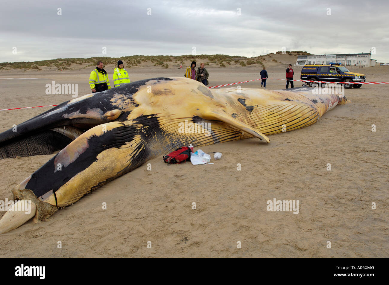 Rorqual commun Balaenoptera physalus rejetés morts à Camber Sands East Sussex UK Banque D'Images