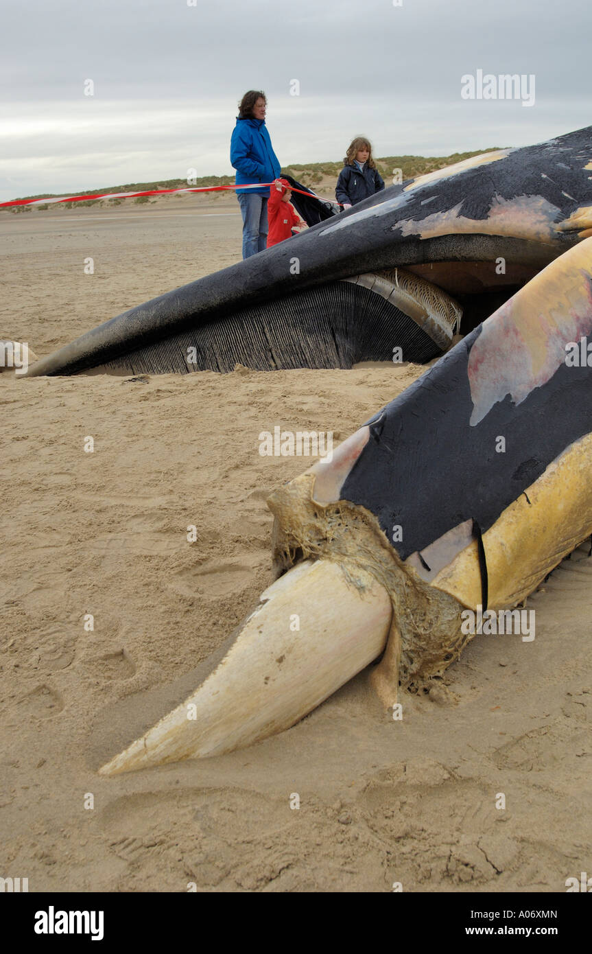 Rorqual commun Balaenoptera physalus rejetés morts à Camber Sands East Sussex UK Banque D'Images
