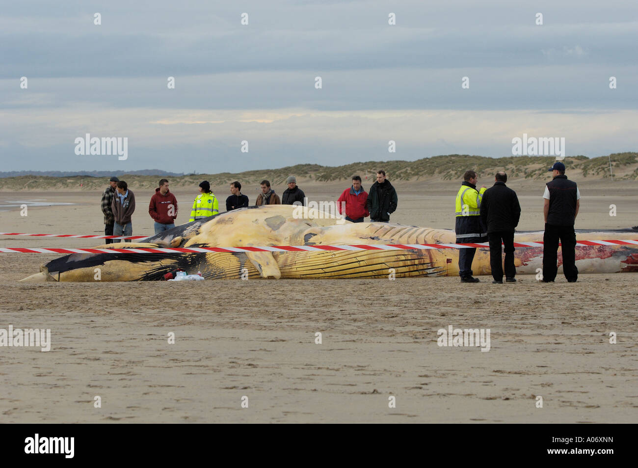 Rorqual commun Balaenoptera physalus rejetés morts à Camber Sands East Sussex UK Banque D'Images