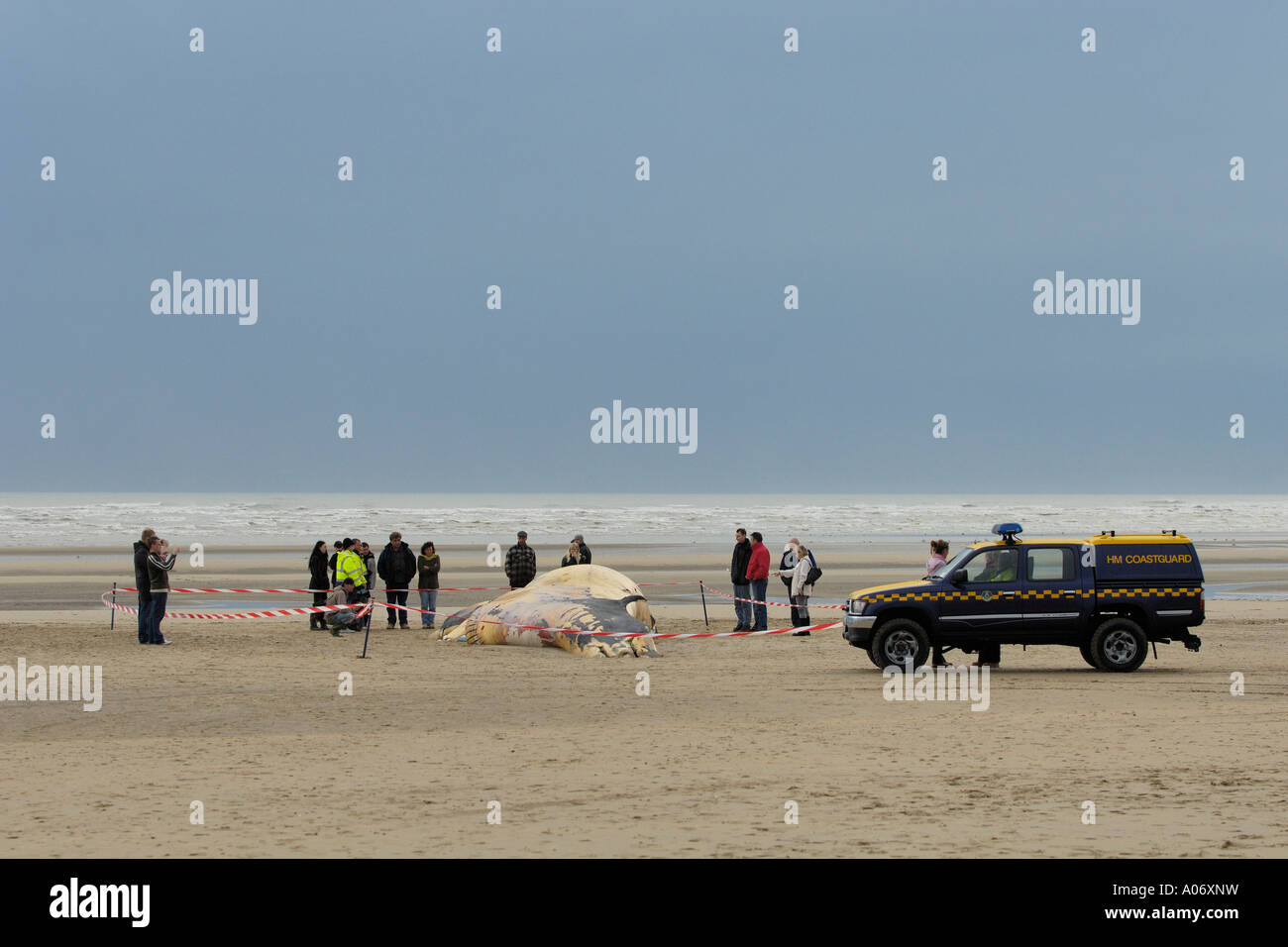 Rorqual commun Balaenoptera physalus rejetés morts à Camber Sands East Sussex UK Banque D'Images