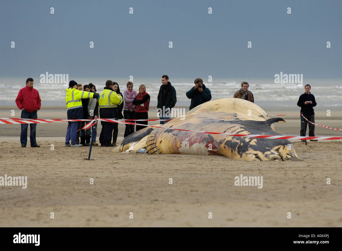 Rorqual commun Balaenoptera physalus rejetés morts à Camber Sands East Sussex UK Banque D'Images
