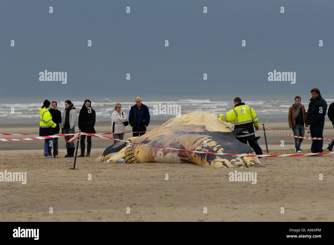 Rorqual commun Balaenoptera physalus rejetés morts à Camber Sands East Sussex UK Banque D'Images