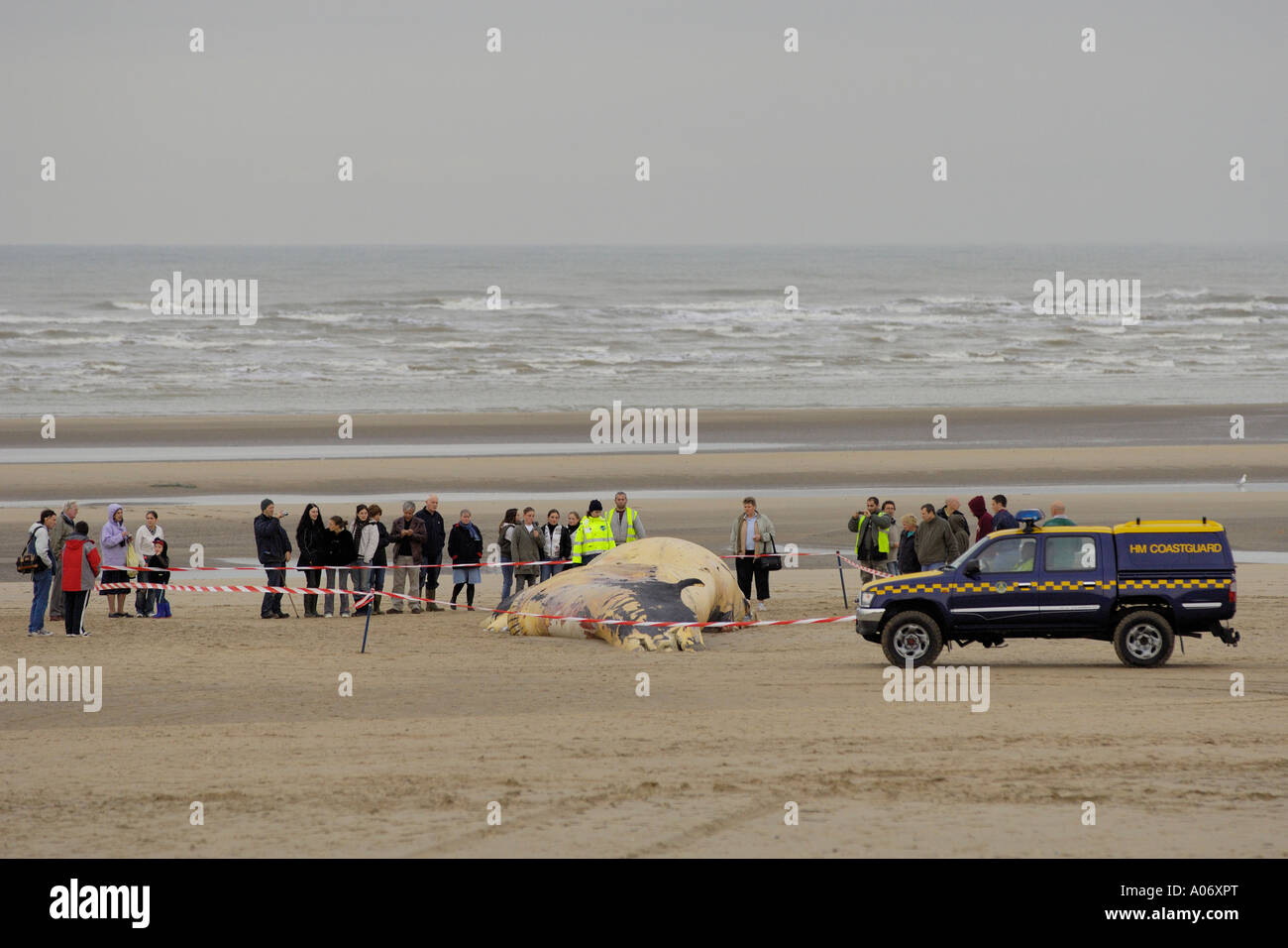 Rorqual commun Balaenoptera physalus rejetés morts à Camber Sands East Sussex UK Banque D'Images