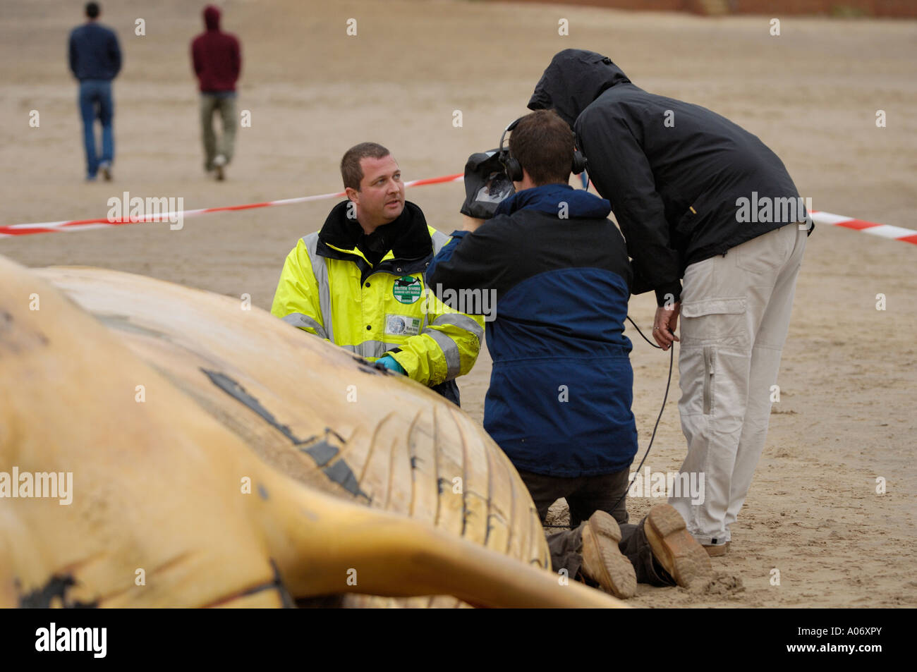 Rorqual commun Balaenoptera physalus rejetés morts à Camber Sands East Sussex UK Banque D'Images