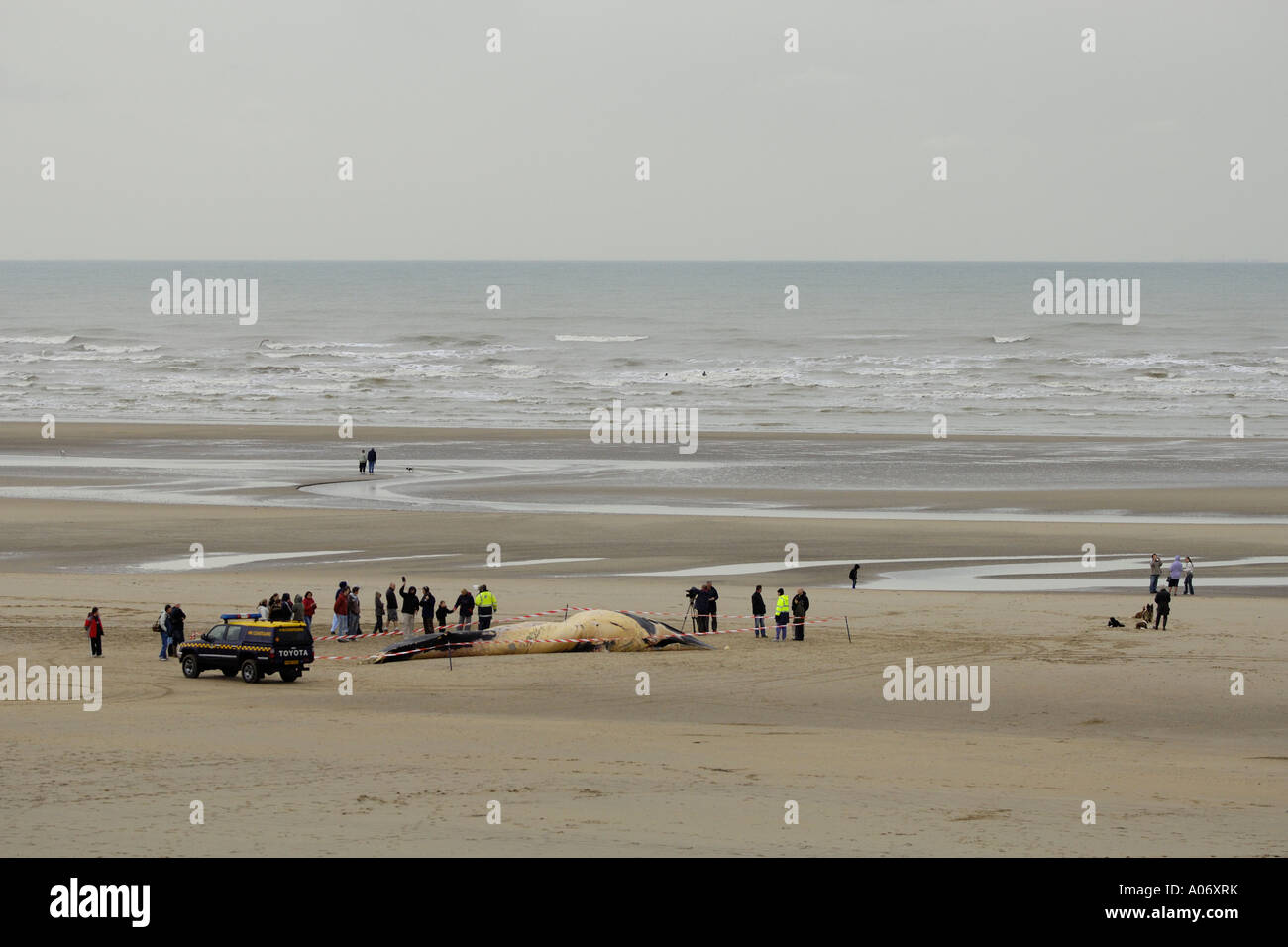 Rorqual commun Balaenoptera physalus rejetés morts à Camber Sands East Sussex UK Banque D'Images