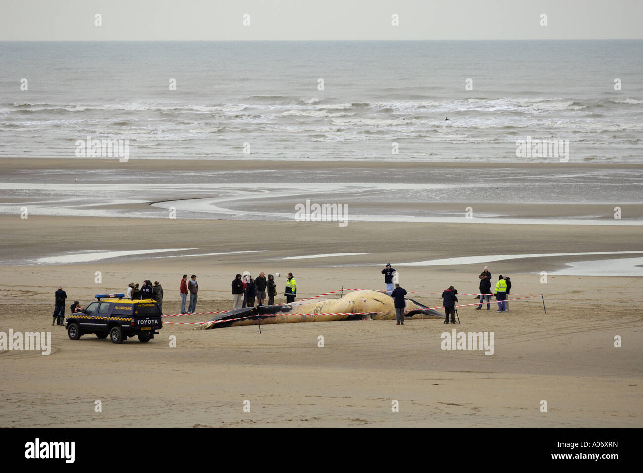Rorqual commun Balaenoptera physalus rejetés morts à Camber Sands East Sussex UK Banque D'Images