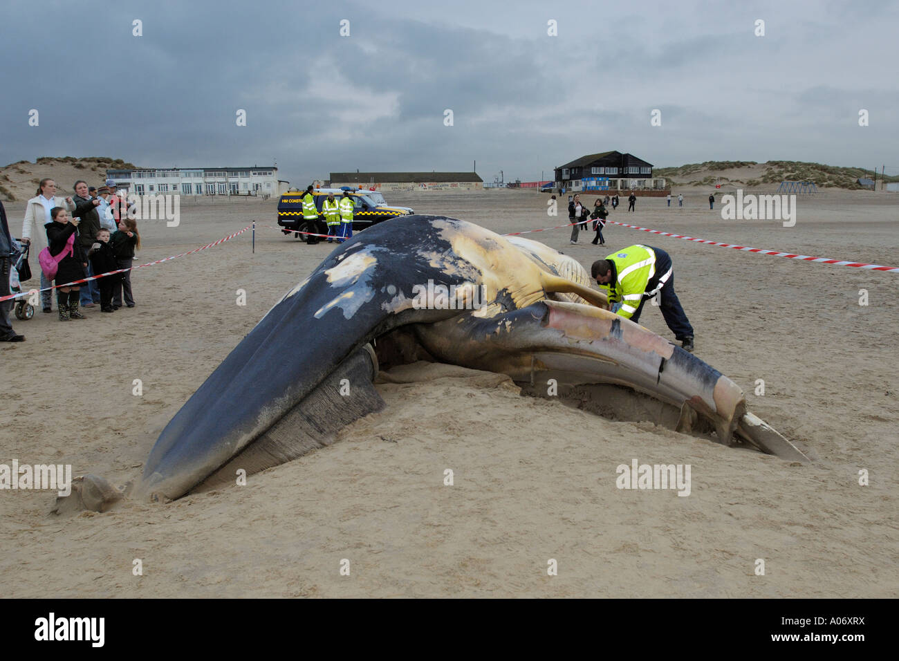 Rorqual commun Balaenoptera physalus rejetés morts à Camber Sands East Sussex UK Banque D'Images