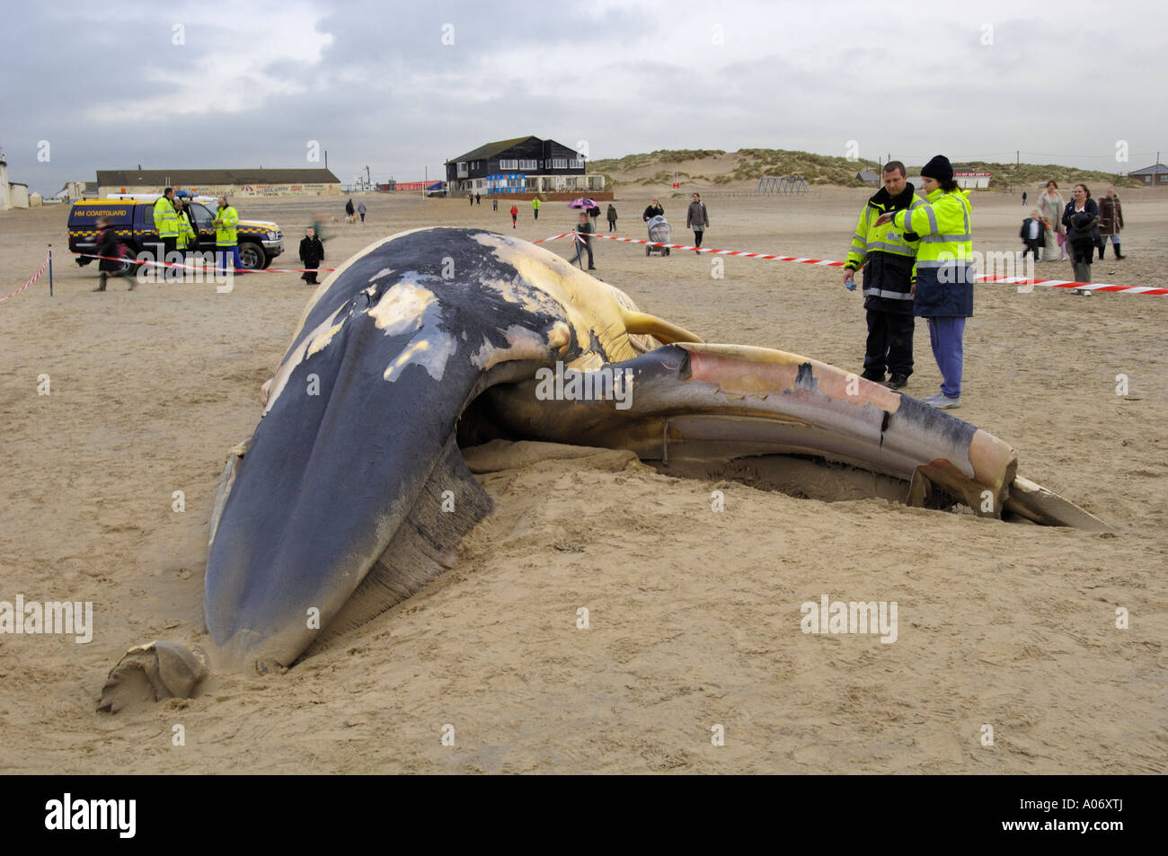 Rorqual commun Balaenoptera physalus rejetés morts à Camber Sands East Sussex UK Banque D'Images