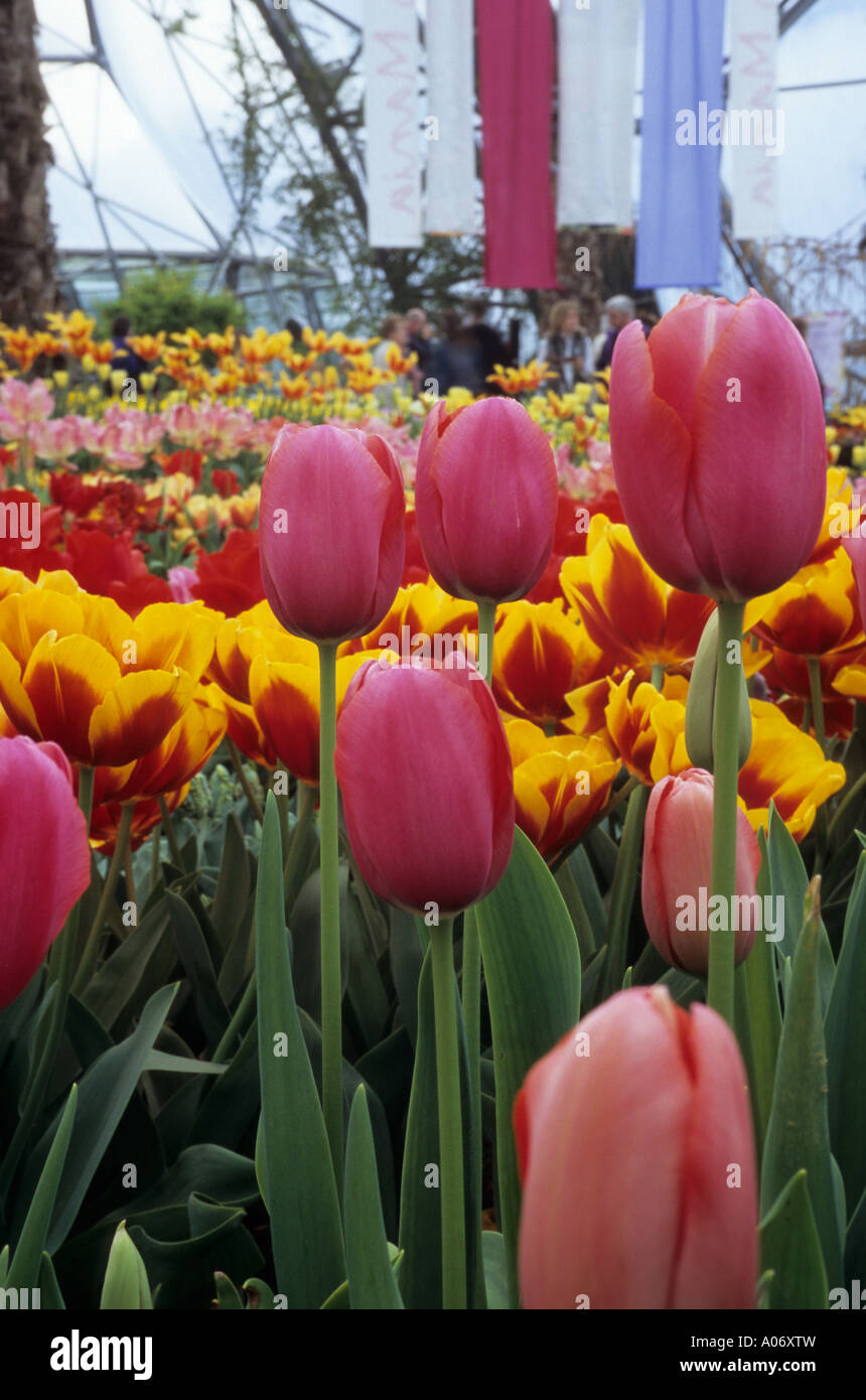 FESTIVAL DES TULIPES DANS LE BIOME TEMPARATE AU PROJET EDEN CORNWALL ANGLETERRE Banque D'Images