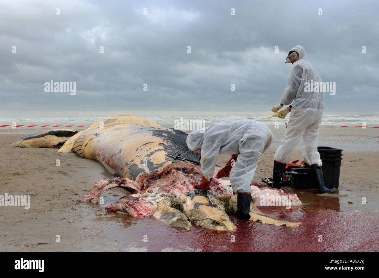 Les biologistes prélèvent des échantillons d'une baleine à nageoires (Balaenoptera physalus) lavée morte sur Camber Sands East Sussex UK Banque D'Images