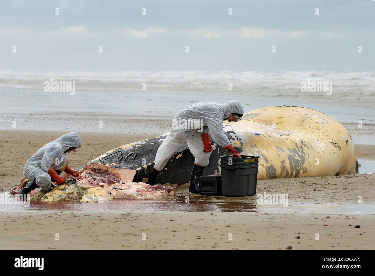 Les biologistes prélèvent des échantillons d'une baleine à nageoires (Balaenoptera physalus) lavée morte sur Camber Sands East Sussex UK Banque D'Images