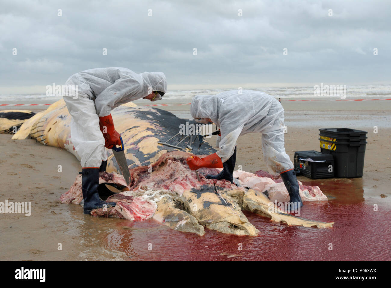 Les biologistes prélèvent des échantillons d'une baleine à nageoires (Balaenoptera physalus) lavée morte sur Camber Sands East Sussex UK Banque D'Images