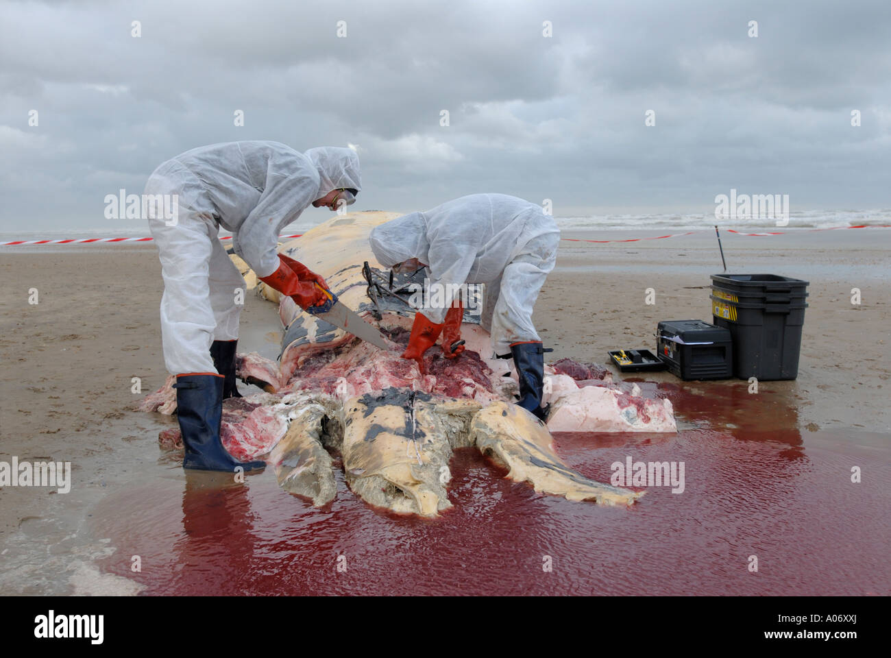 Les biologistes prélèvent des échantillons d'une baleine à nageoires (Balaenoptera physalus) lavée morte sur Camber Sands East Sussex UK Banque D'Images