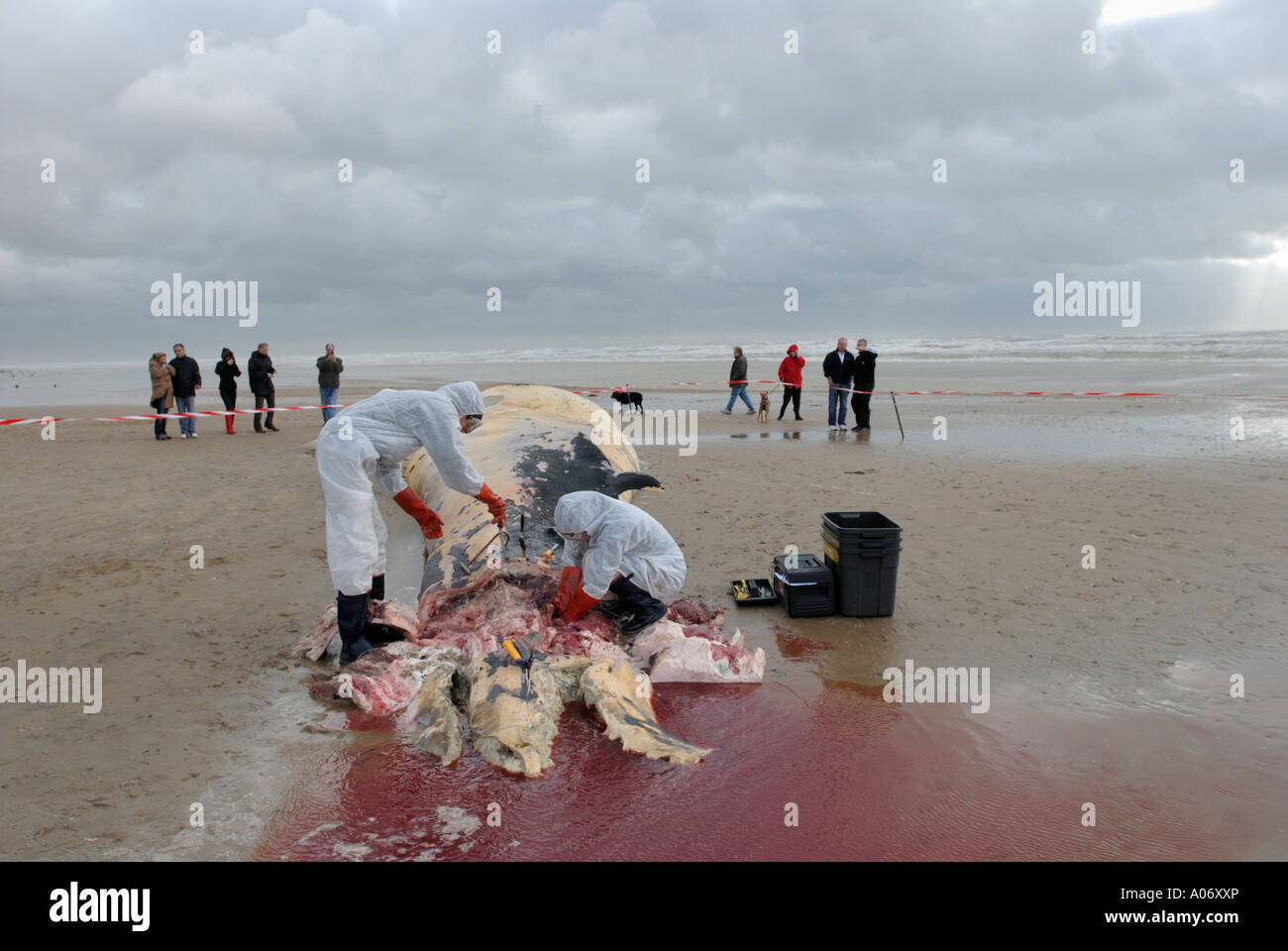 Les biologistes prélèvent des échantillons d'une baleine à nageoires (Balaenoptera physalus) lavée morte sur Camber Sands East Sussex UK Banque D'Images