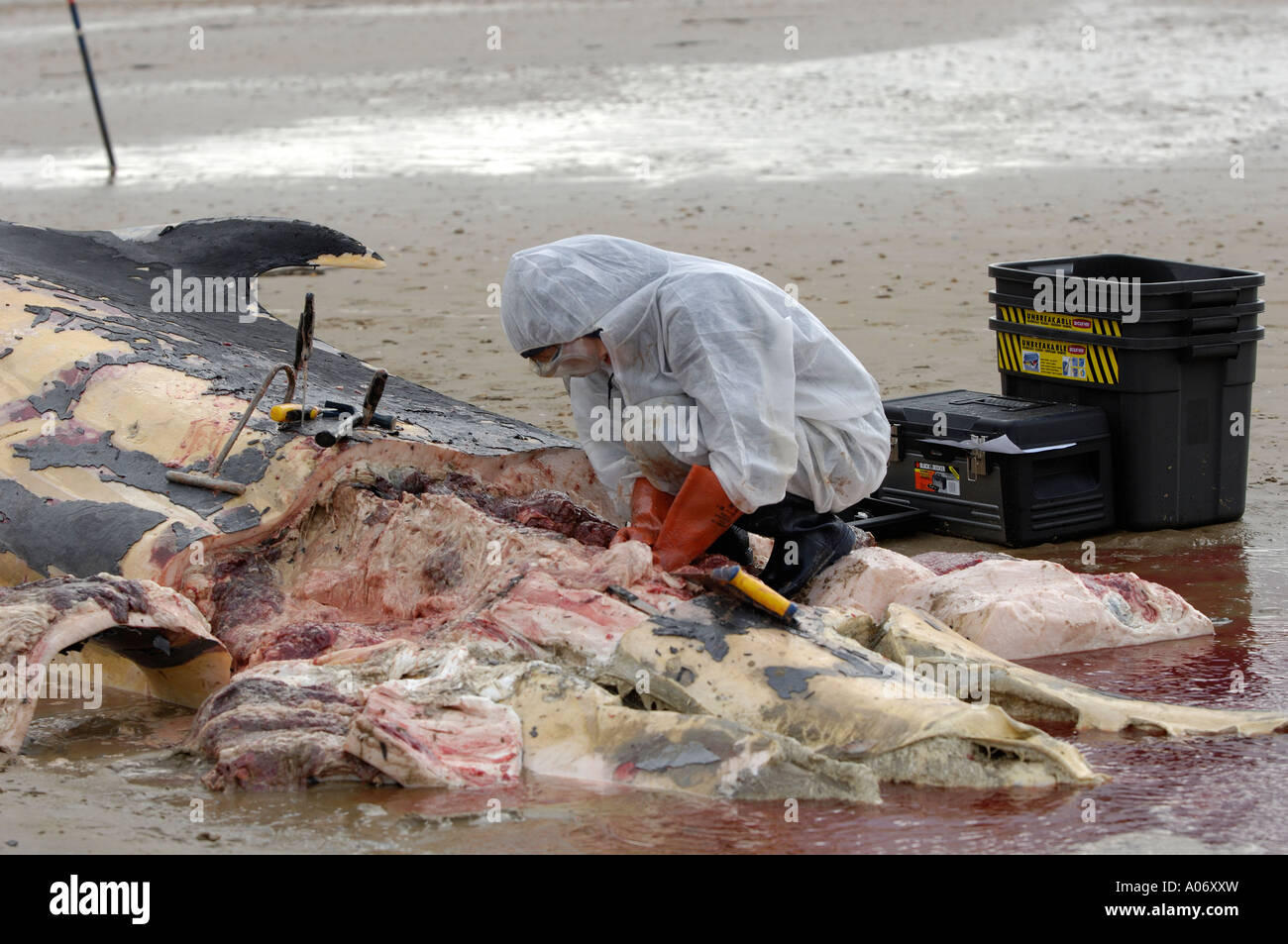 Les biologistes prélèvent des échantillons d'une baleine à nageoires (Balaenoptera physalus) lavée morte sur Camber Sands East Sussex UK Banque D'Images