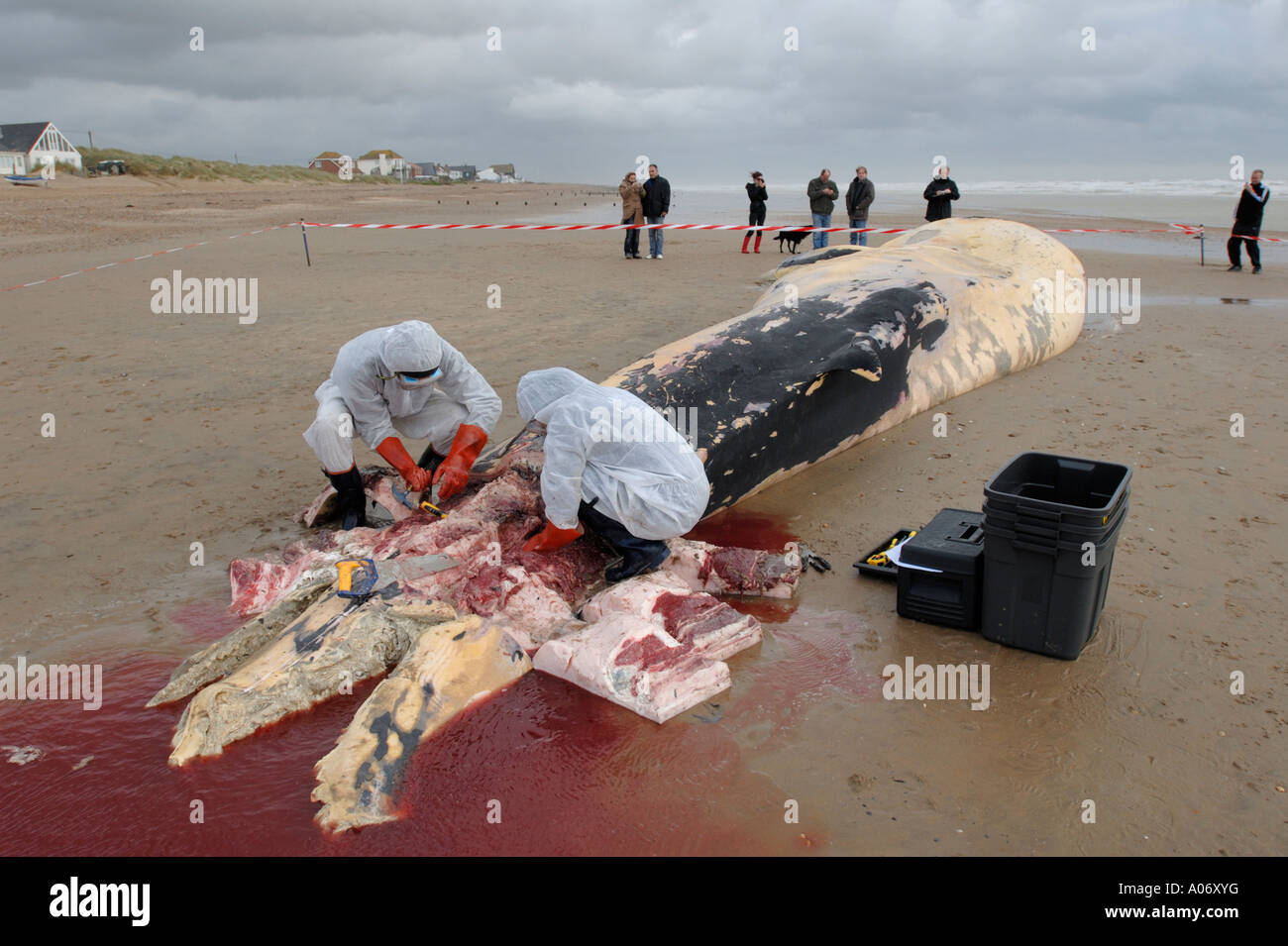 Les biologistes prélèvent des échantillons d'une baleine à nageoires (Balaenoptera physalus) lavée morte sur Camber Sands East Sussex UK Banque D'Images