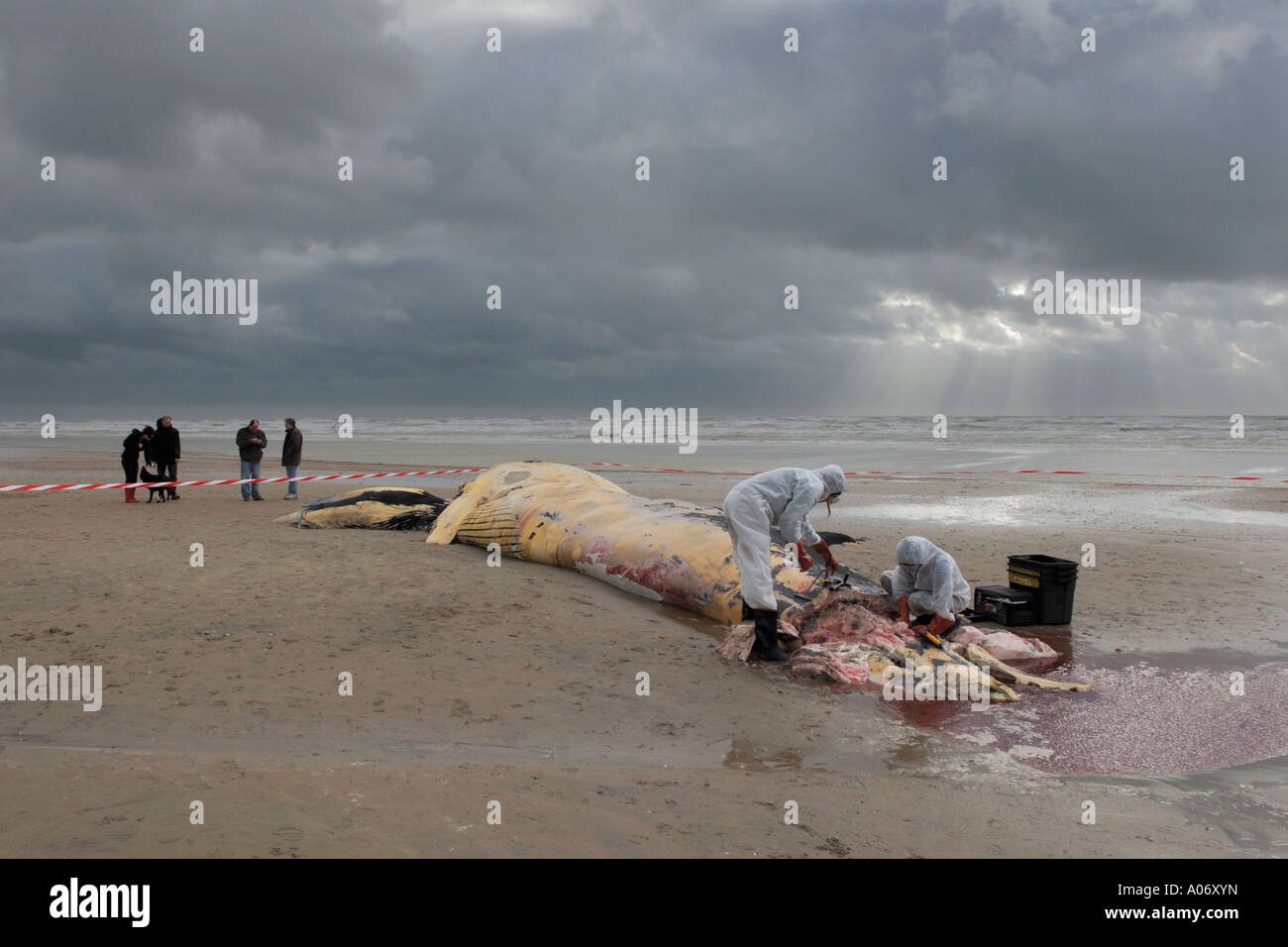 Les biologistes prélèvent des échantillons d'une baleine à nageoires (Balaenoptera physalus) lavée morte sur Camber Sands East Sussex UK Banque D'Images