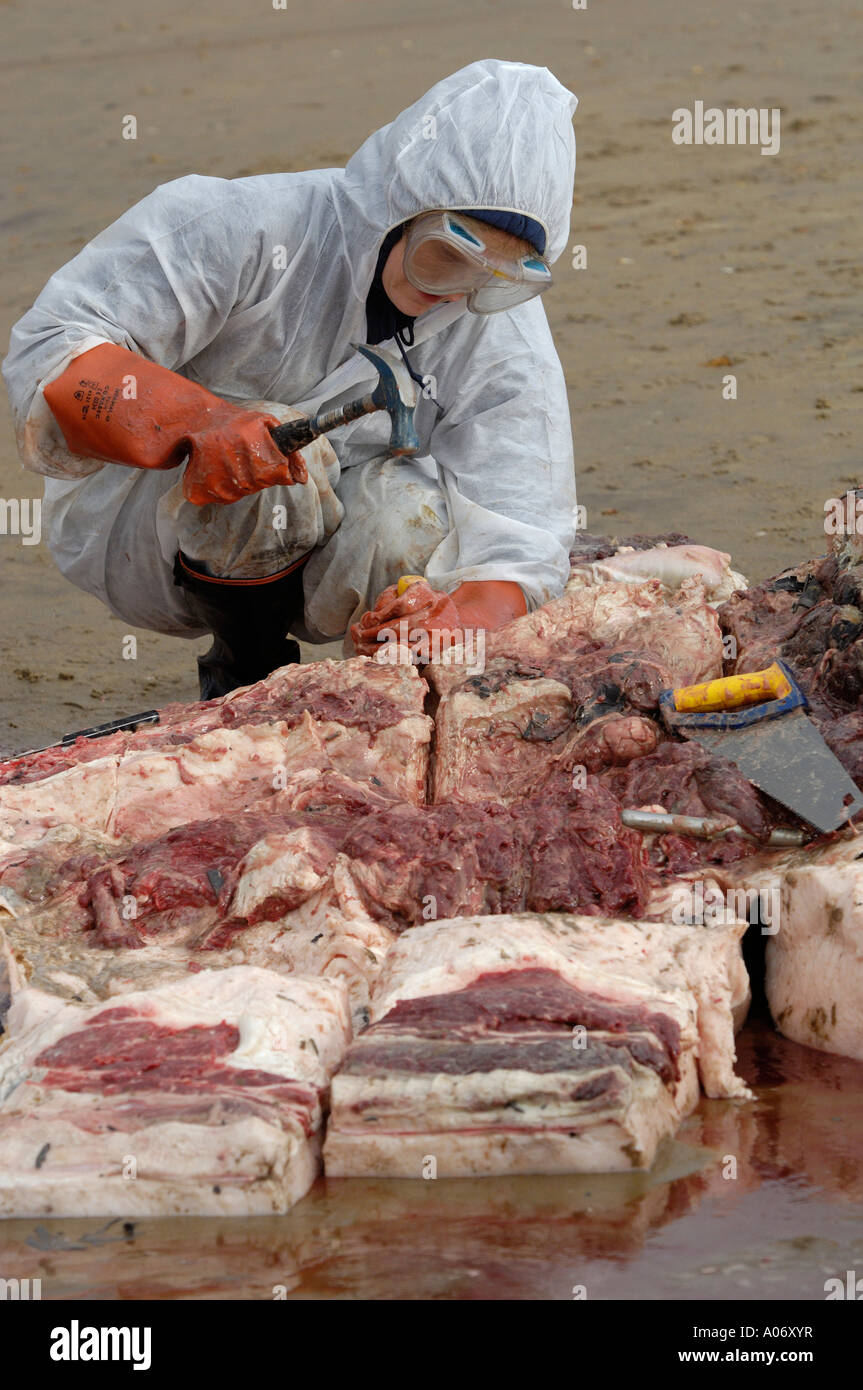 Les biologistes prélèvent des échantillons d'une baleine à nageoires (Balaenoptera physalus) lavée morte sur Camber Sands East Sussex UK Banque D'Images