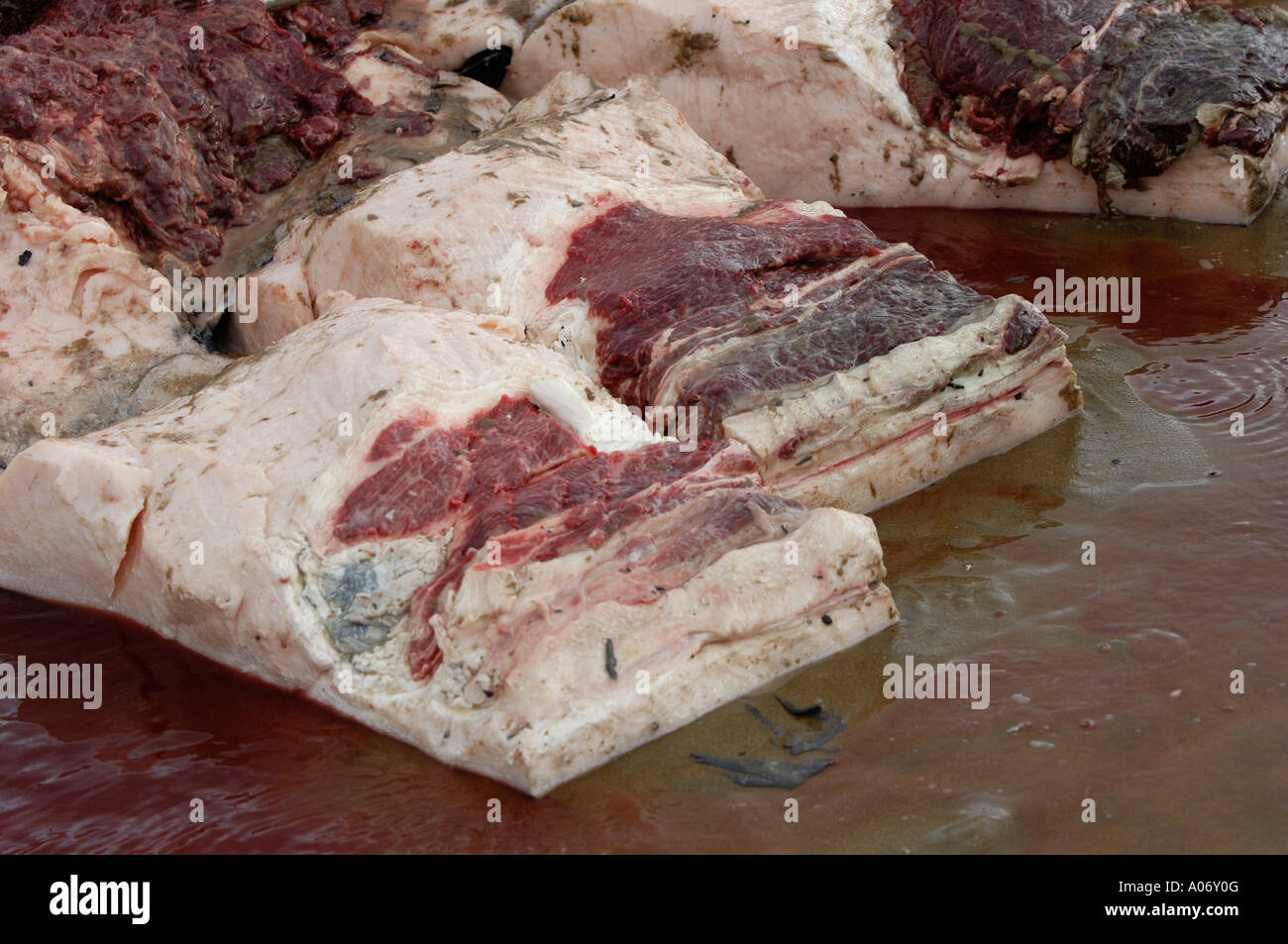 Les biologistes prélèvent des échantillons d'une baleine à nageoires (Balaenoptera physalus) lavée morte sur Camber Sands East Sussex UK Banque D'Images