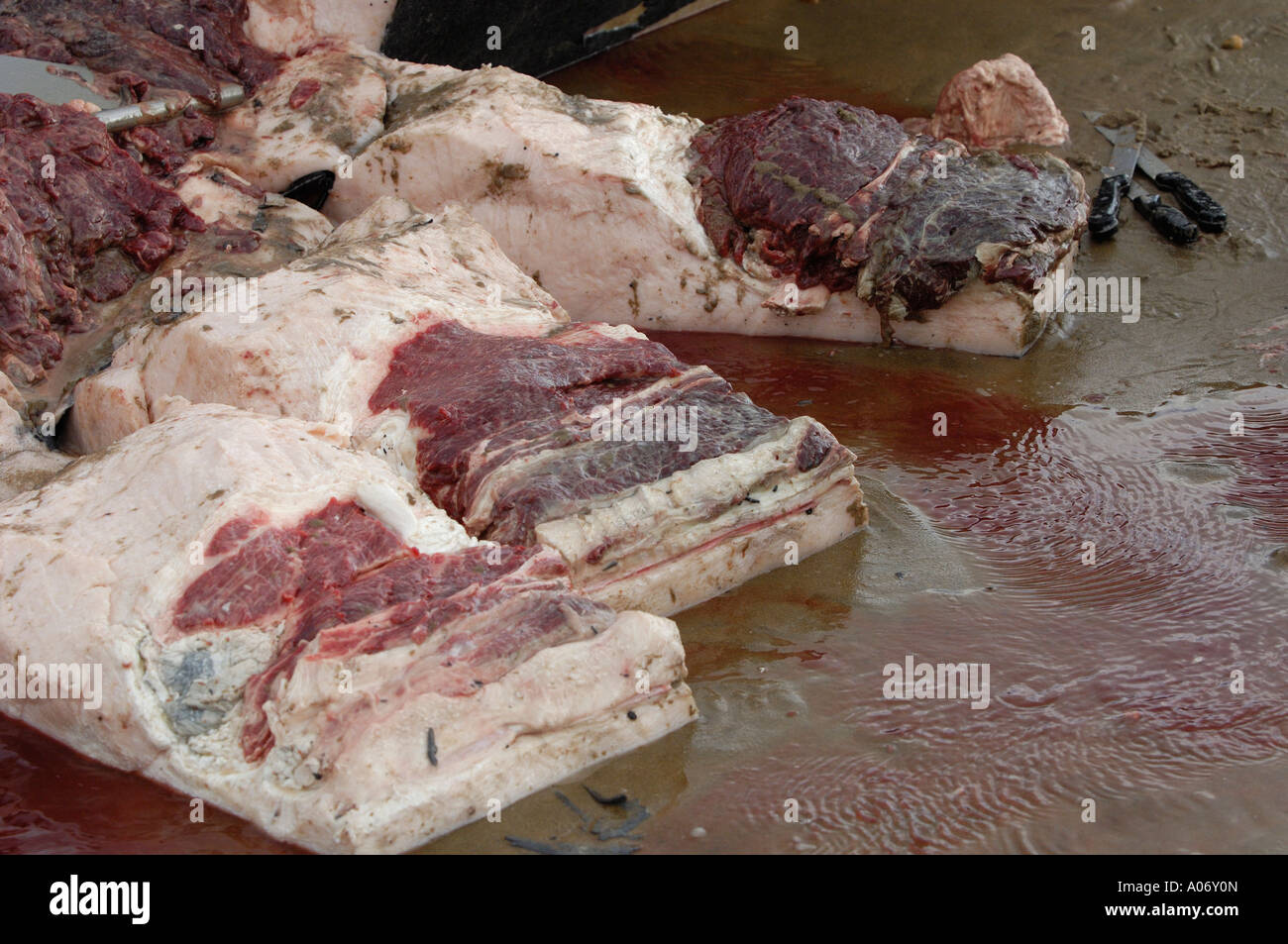 Les biologistes prélèvent des échantillons d'une baleine à nageoires (Balaenoptera physalus) lavée morte sur Camber Sands East Sussex UK Banque D'Images
