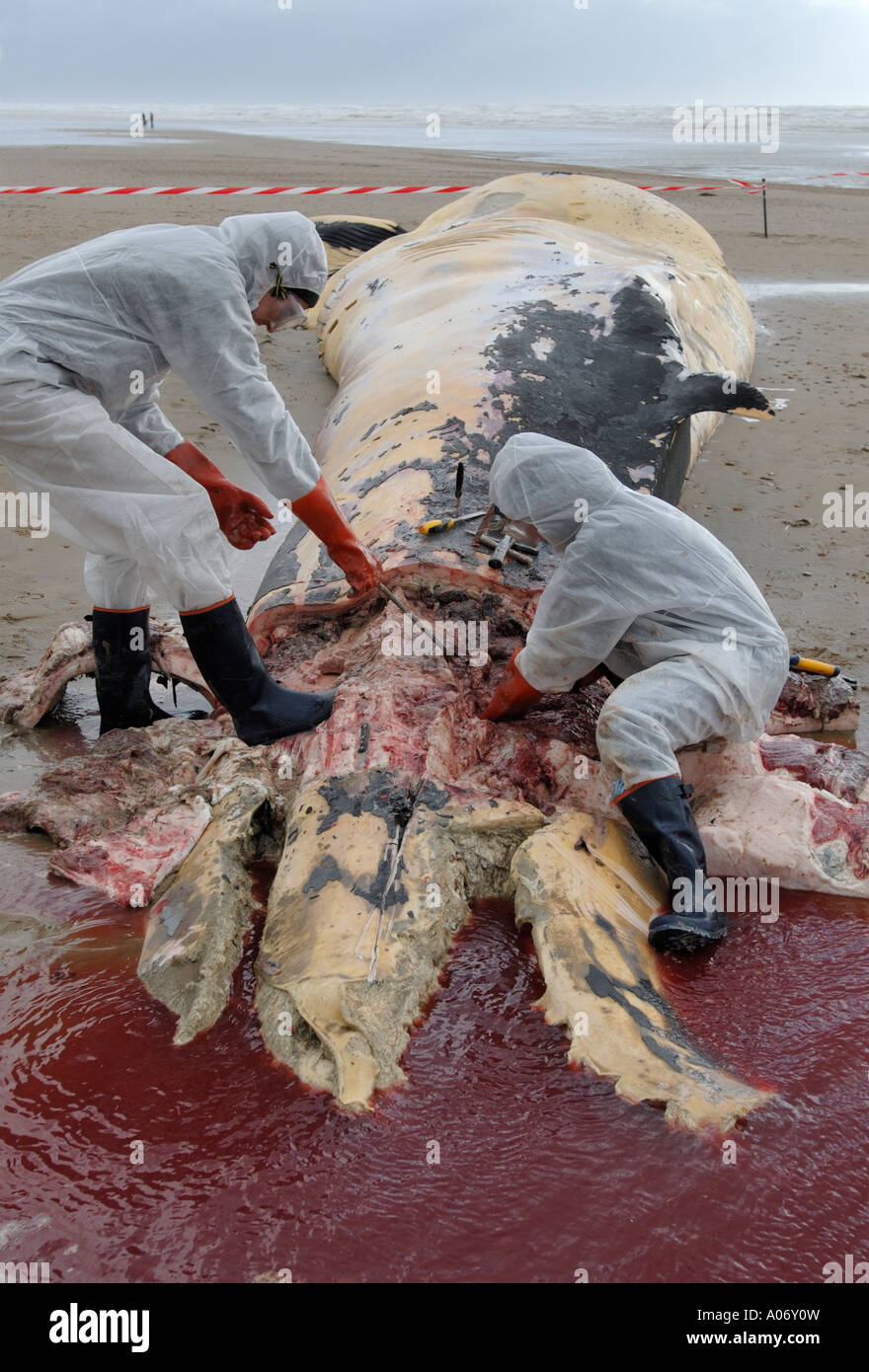 Les biologistes prélèvent des échantillons d'une baleine à nageoires (Balaenoptera physalus) lavée morte sur Camber Sands East Sussex UK Banque D'Images