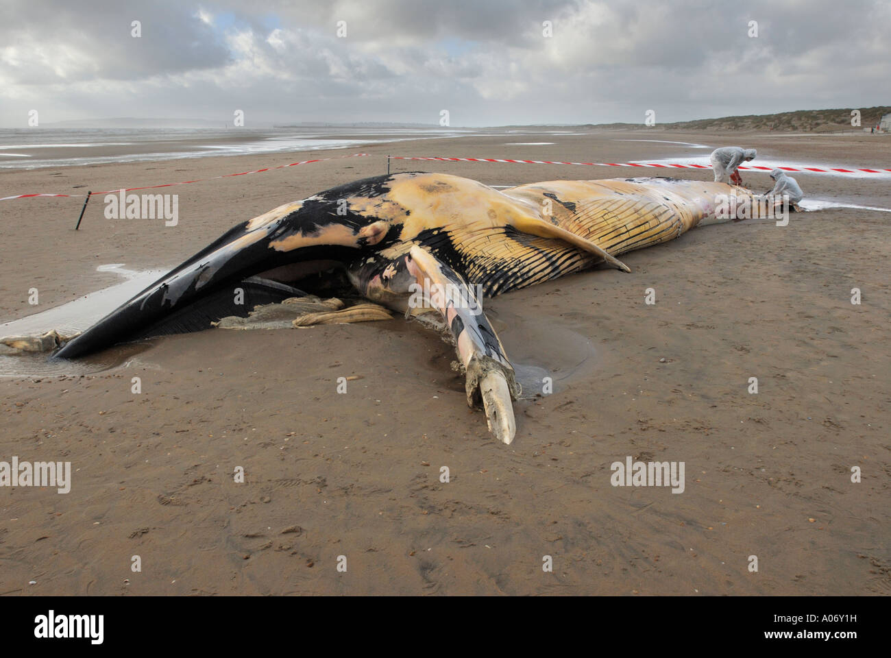 Les biologistes prélèvent des échantillons d'une baleine à nageoires (Balaenoptera physalus) lavée morte sur Camber Sands East Sussex UK Banque D'Images