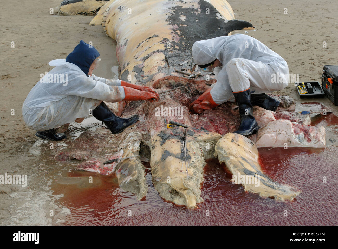 Les biologistes prélèvent des échantillons d'une baleine à nageoires (Balaenoptera physalus) lavée morte sur Camber Sands East Sussex UK Banque D'Images