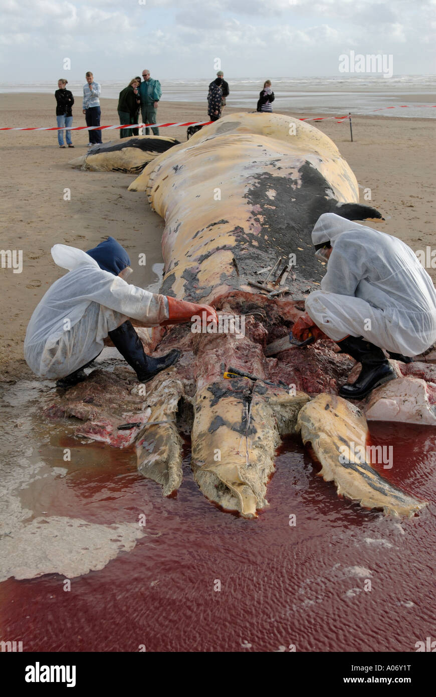 Les biologistes prélèvent des échantillons d'une baleine à nageoires (Balaenoptera physalus) lavée morte sur Camber Sands East Sussex UK Banque D'Images