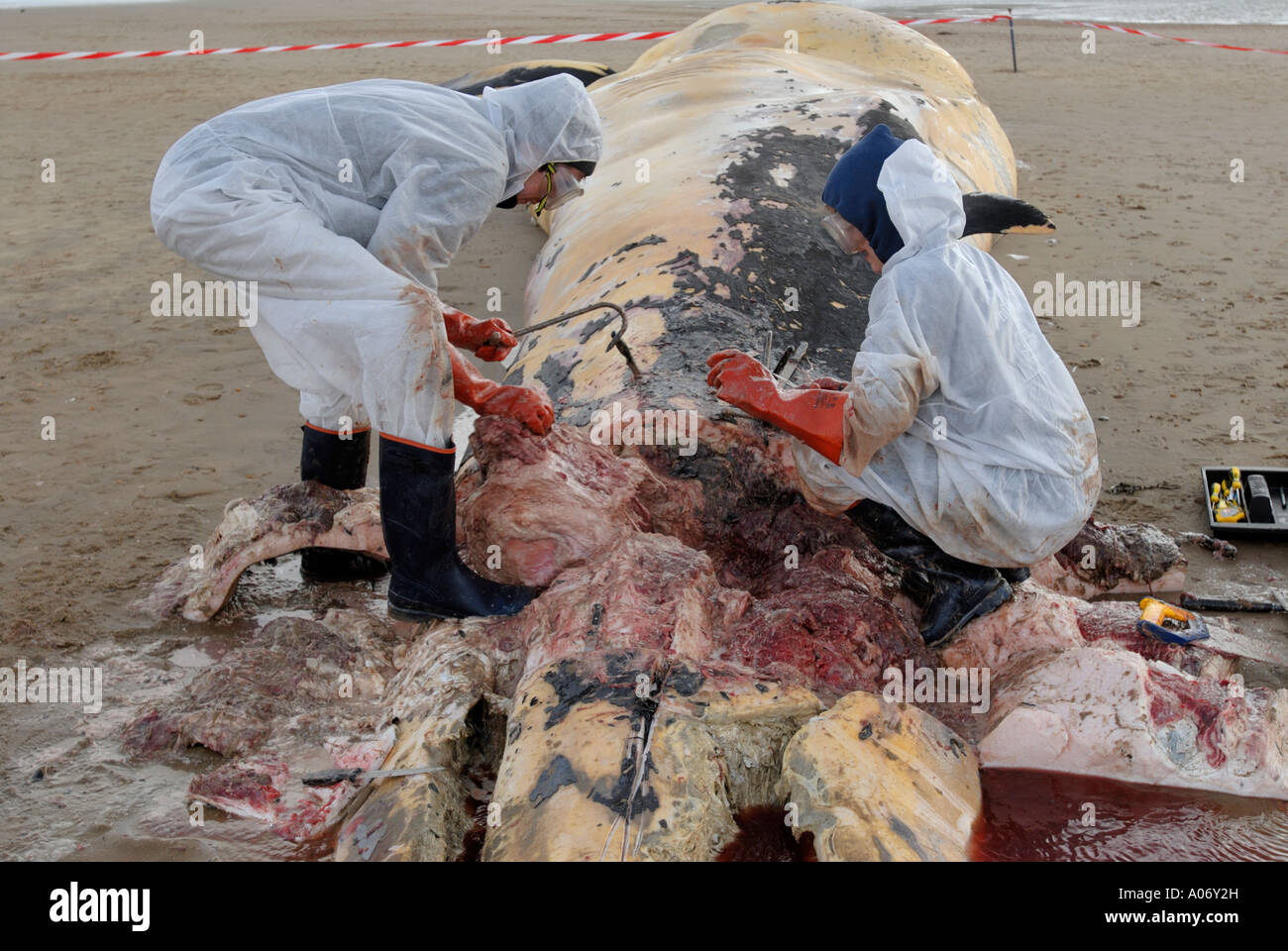 Les biologistes prélèvent des échantillons d'une baleine à nageoires (Balaenoptera physalus) lavée morte sur Camber Sands East Sussex UK Banque D'Images