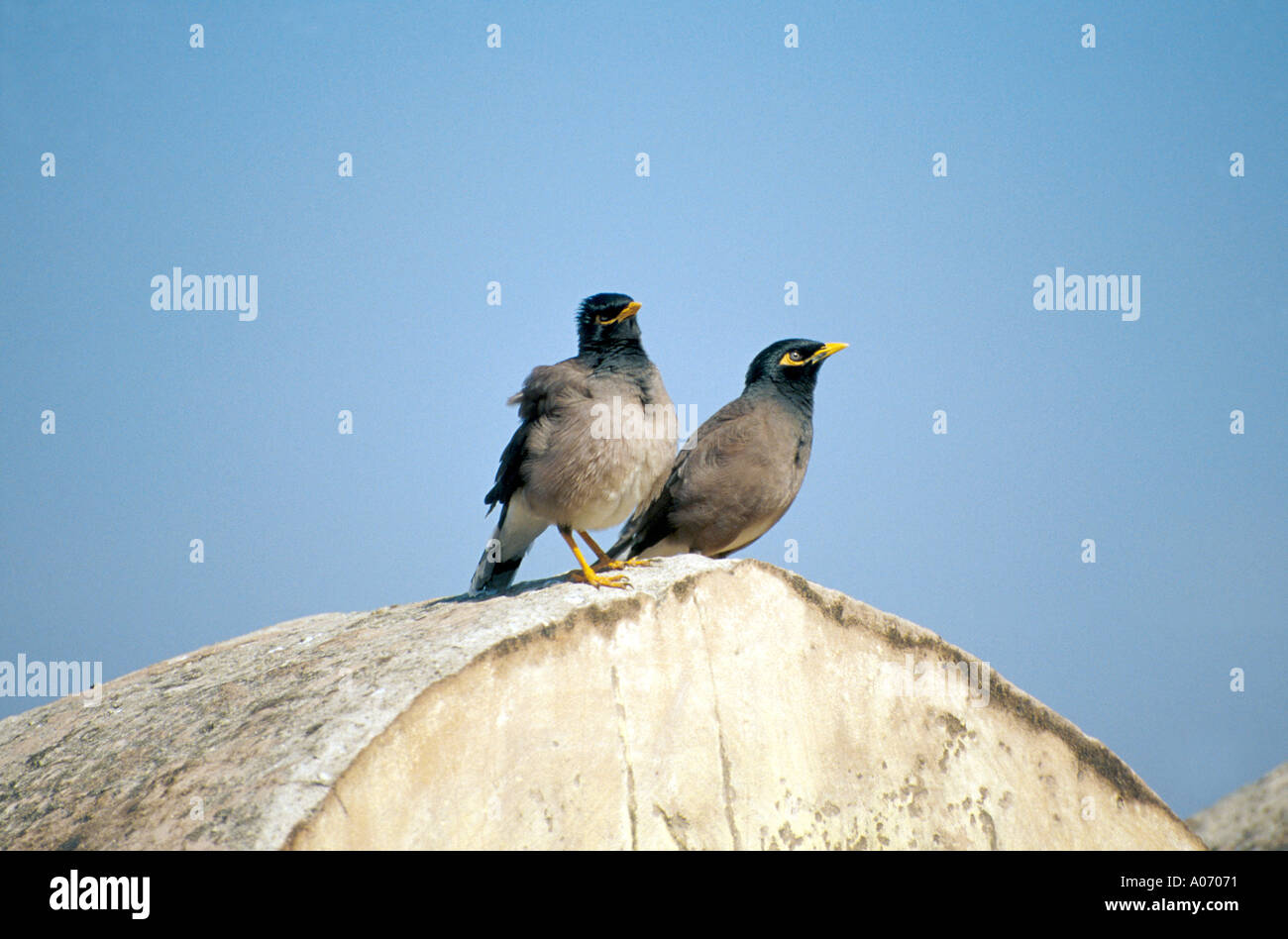 Une paire de Myna Acridotheres Indiens Oiseaux, tristis, Sturnidae Banque D'Images