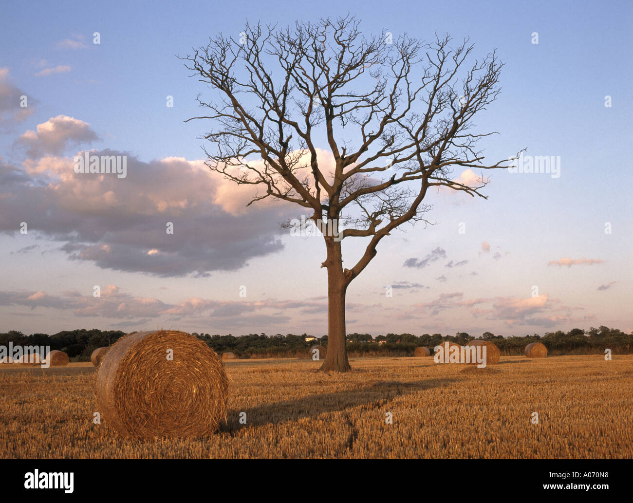 Agriculture campagne paysage balles rondes de paille attendent la collecte des terres agricoles de champ de maïs de chaume après la récolte rurale avec l'arbre mort Essex Angleterre Royaume-Uni Banque D'Images