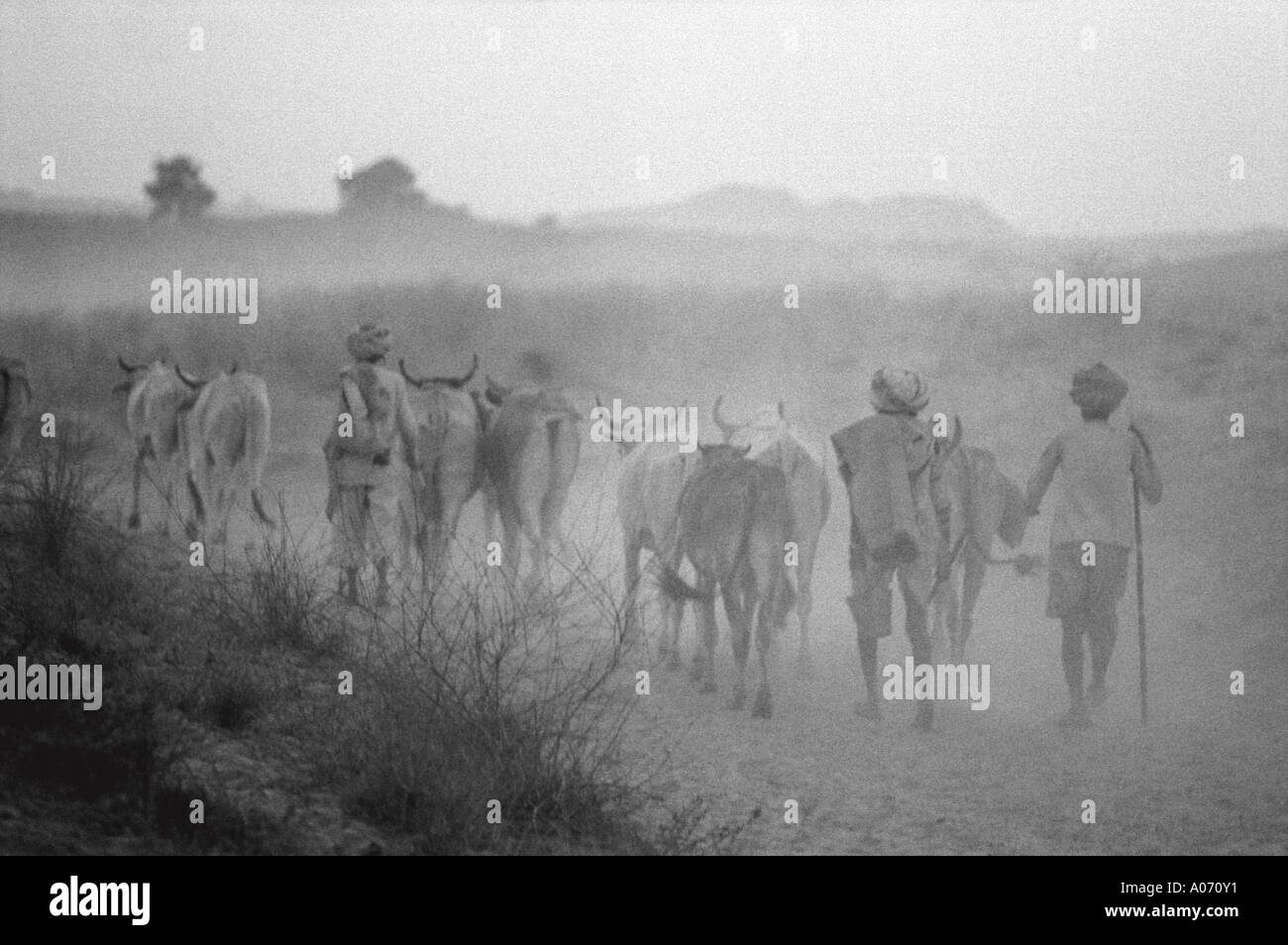 Vacher à Pushkar fair le Rajasthan en Inde Banque D'Images