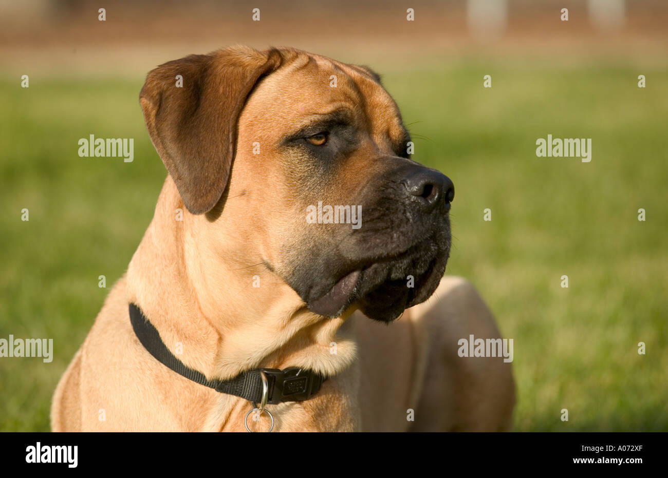 Modèle de chien de Mastiff Bull Droit de parution Banque D'Images