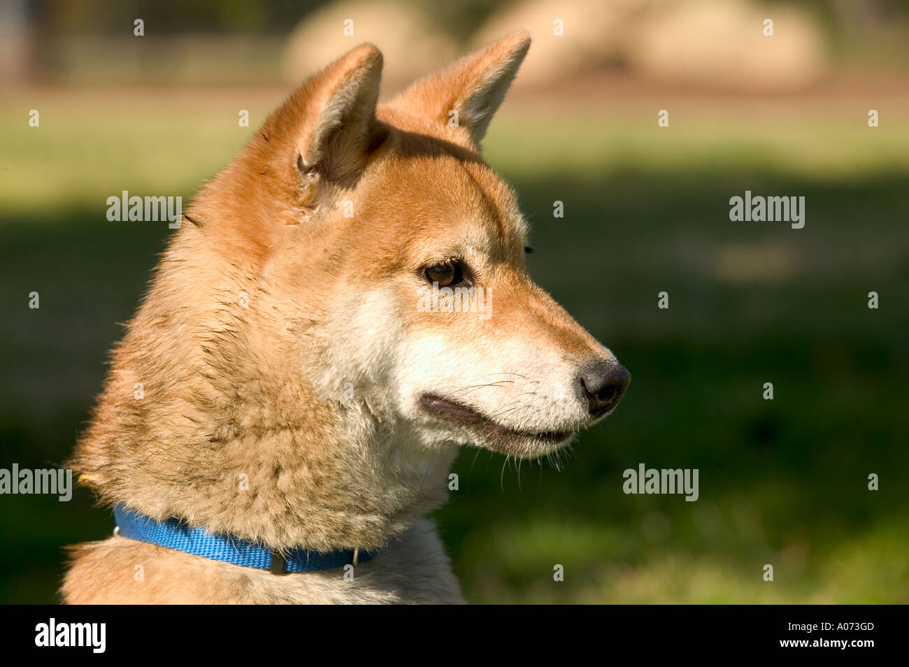 Shiba Inu chien de race pure Banque D'Images