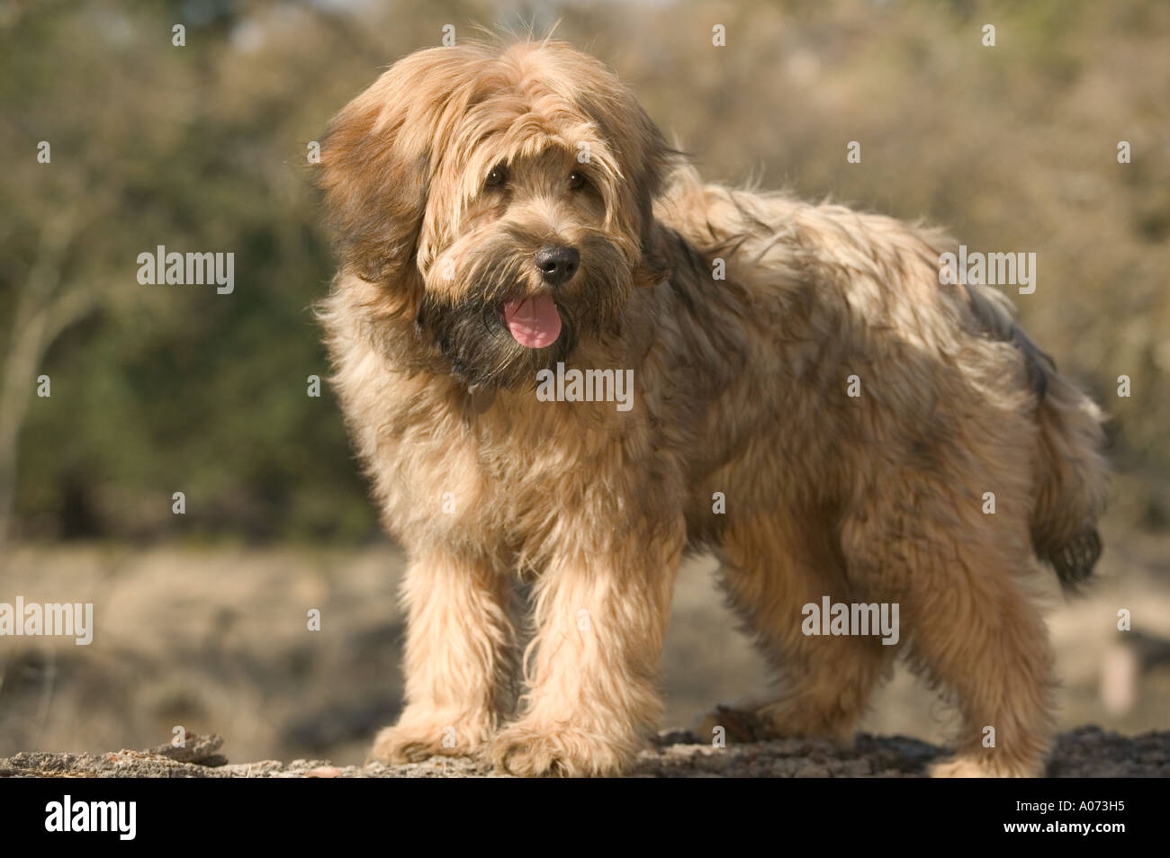 Terrier tibétain modèle chien de race pure de droit de parution Banque D'Images
