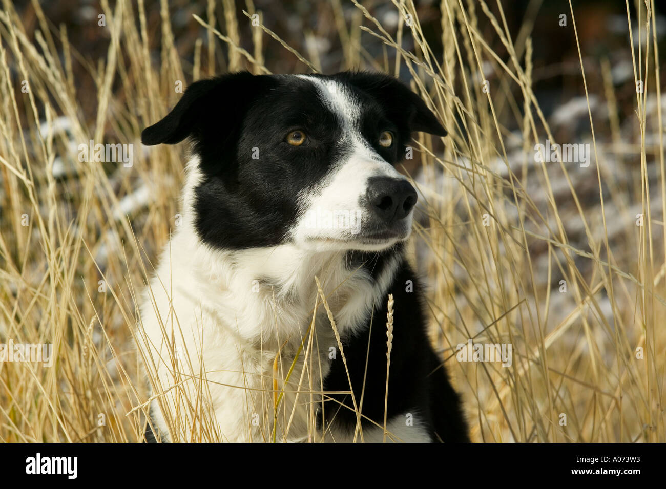 Portrait de modèle chien Border Collie de droit de parution Banque D'Images