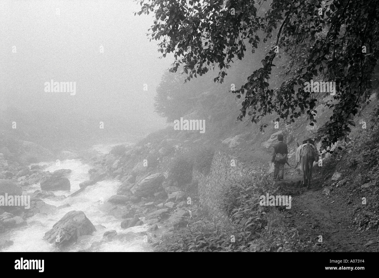 Rivière qui coule par les randonneurs au chemin de la vallée de l'Uttaranchal Inde Fleurs Banque D'Images