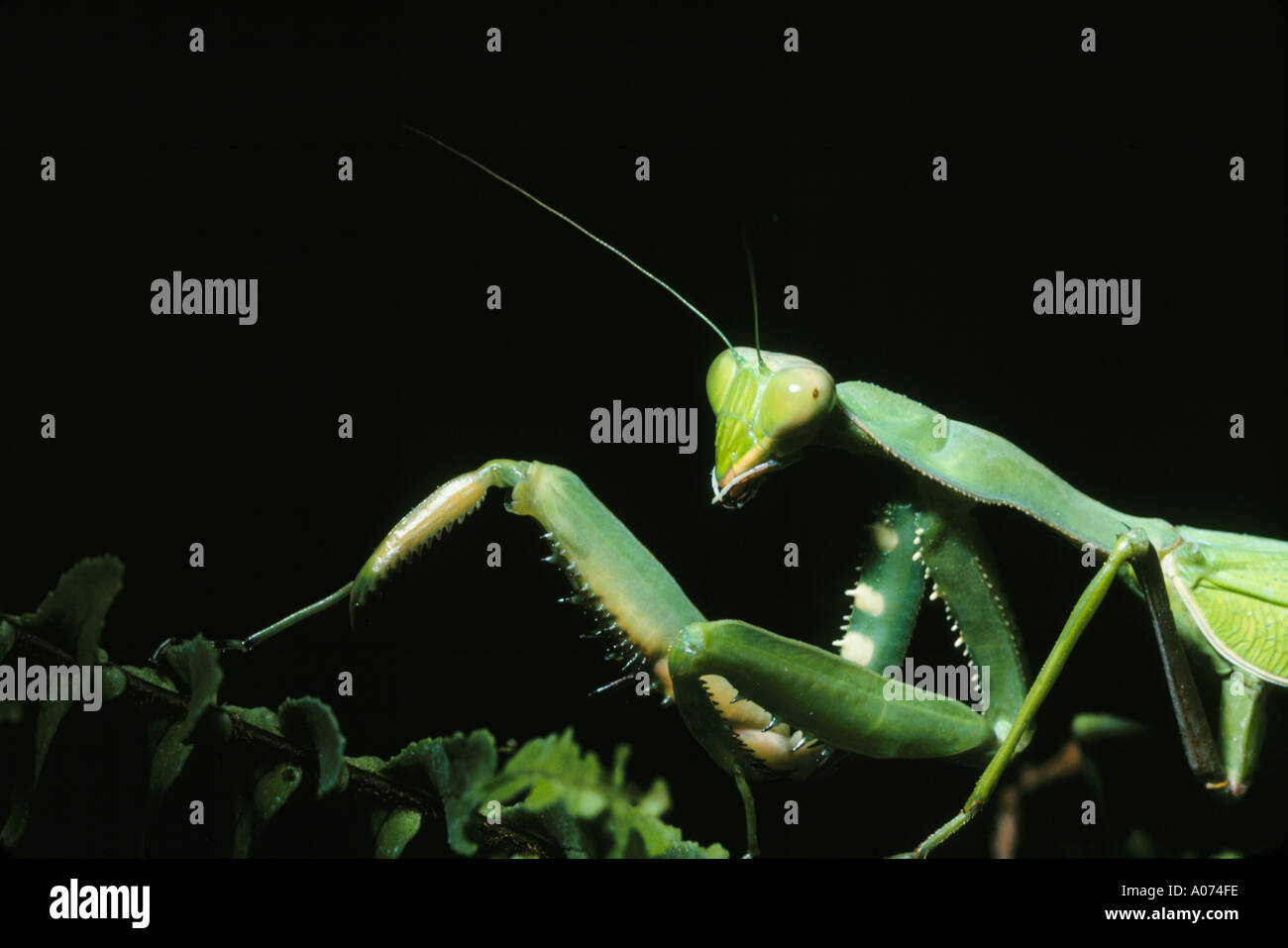 Mantes Sphodromantis viridis femelle adulte Banque D'Images