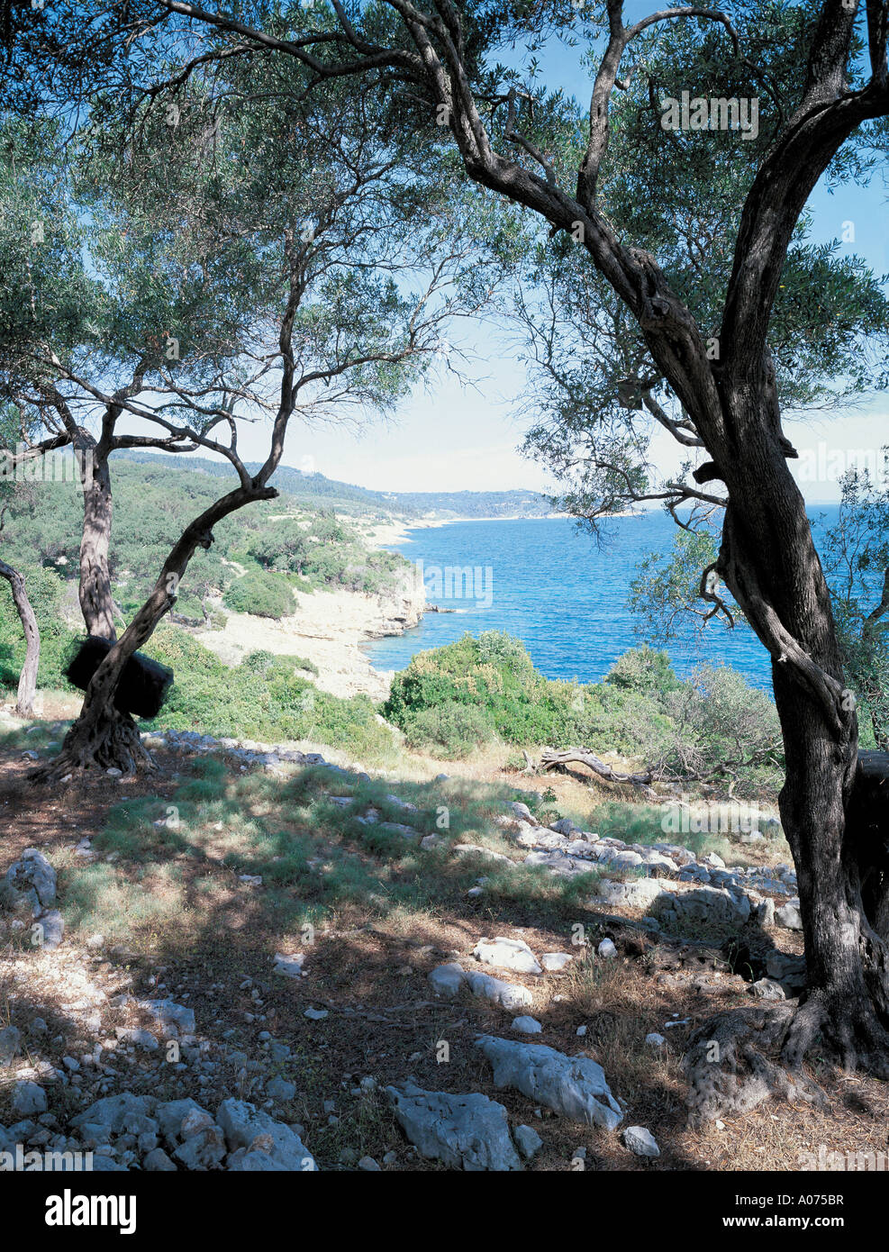 Sur la mer à travers les arbres d'Olive Grèce Paxos Banque D'Images