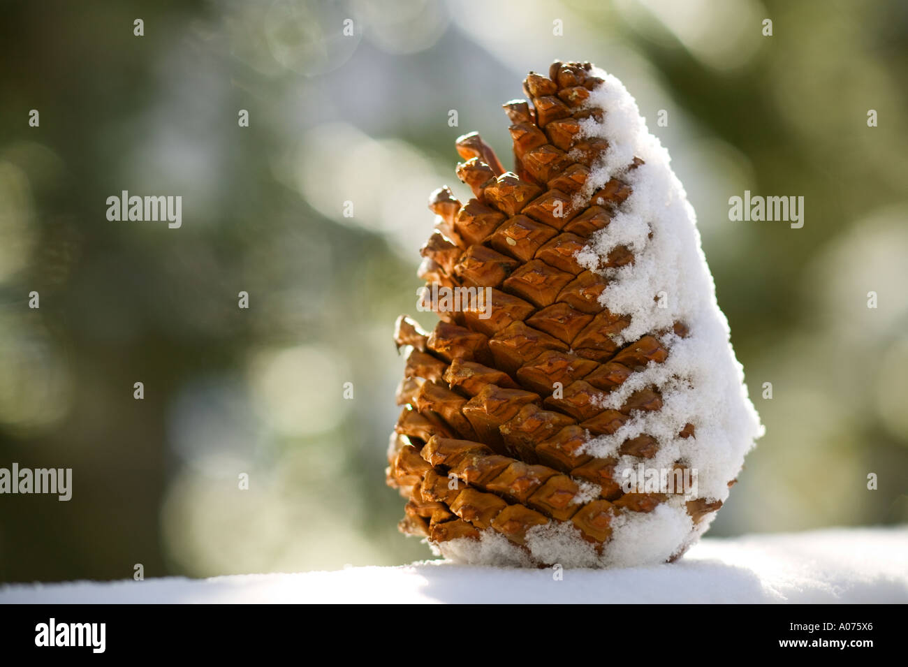 Cône de pin avec de la neige Banque D'Images