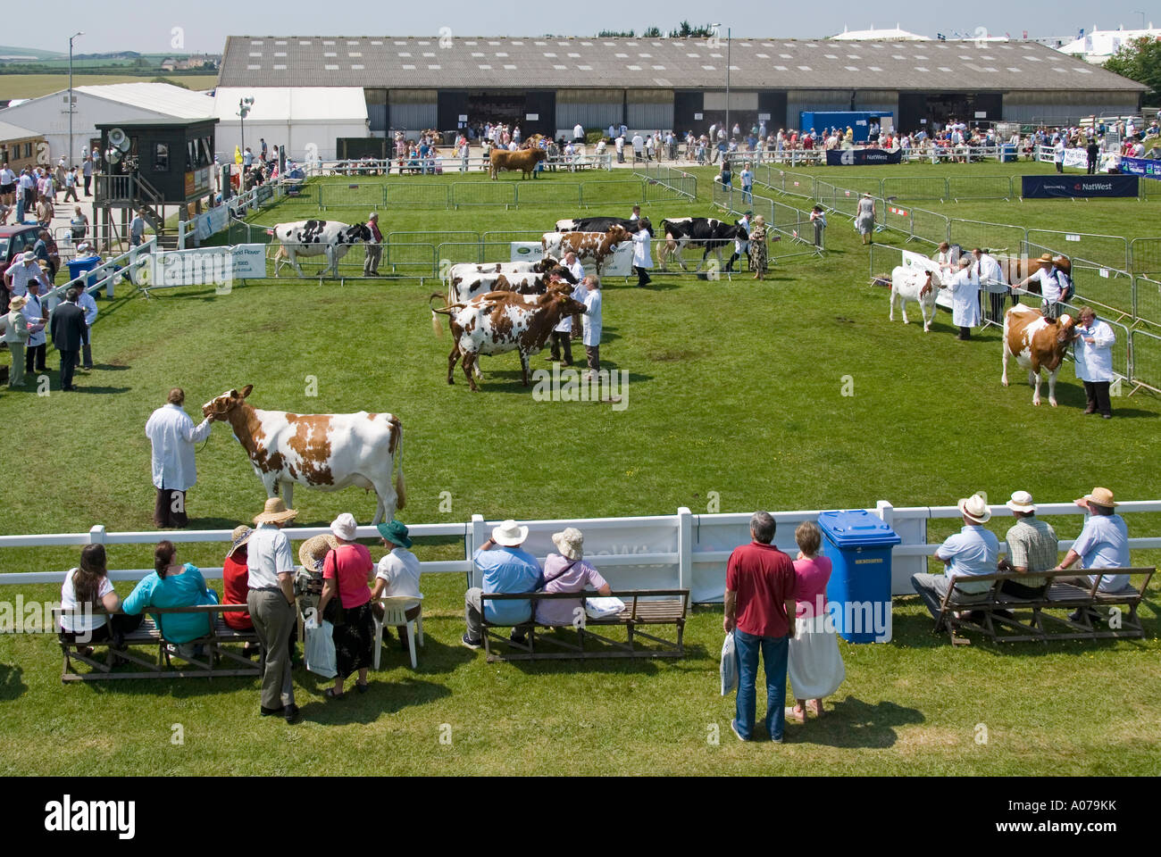 Royal Cornwall Agricultural Summer Show agriculteurs élevage de bétail arène de jugement et anneau de parading spectateurs et sièges à Wadebridge Cornwall Angleterre Royaume-Uni Banque D'Images