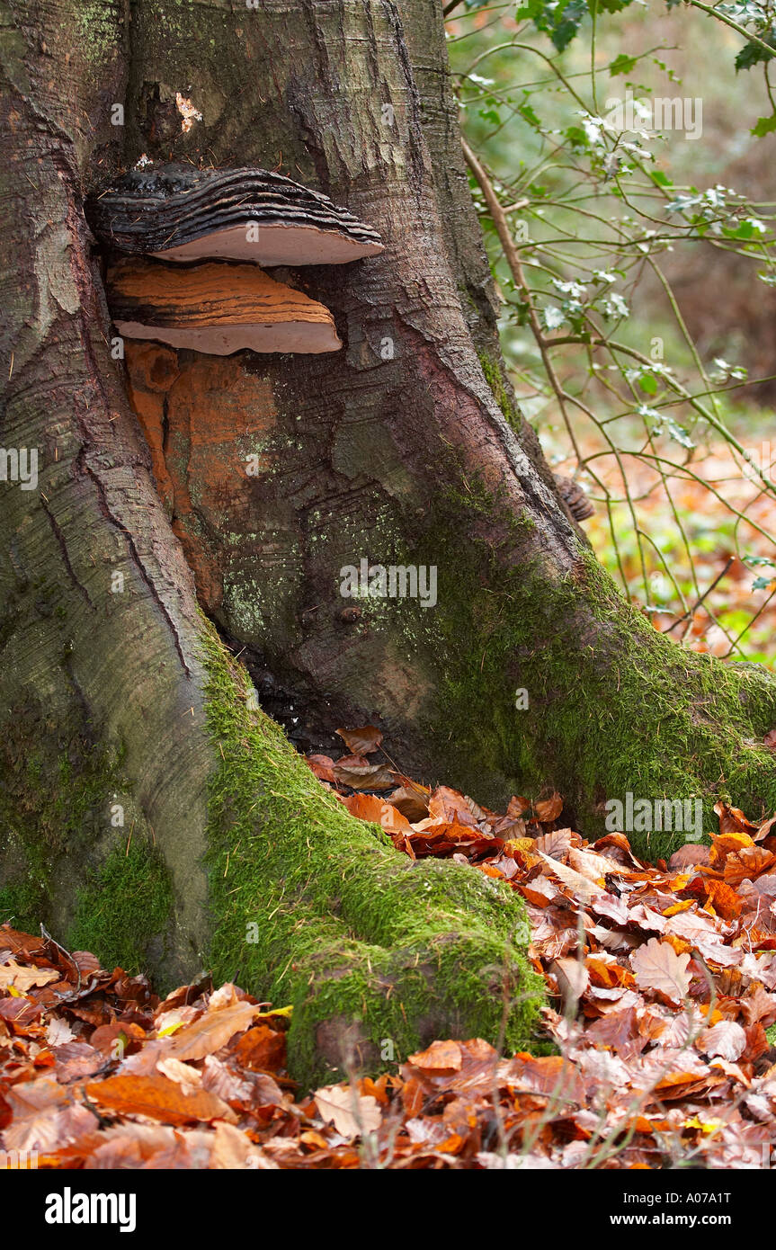 Champignon à maturité sur le tronc de l'arbre Banque D'Images