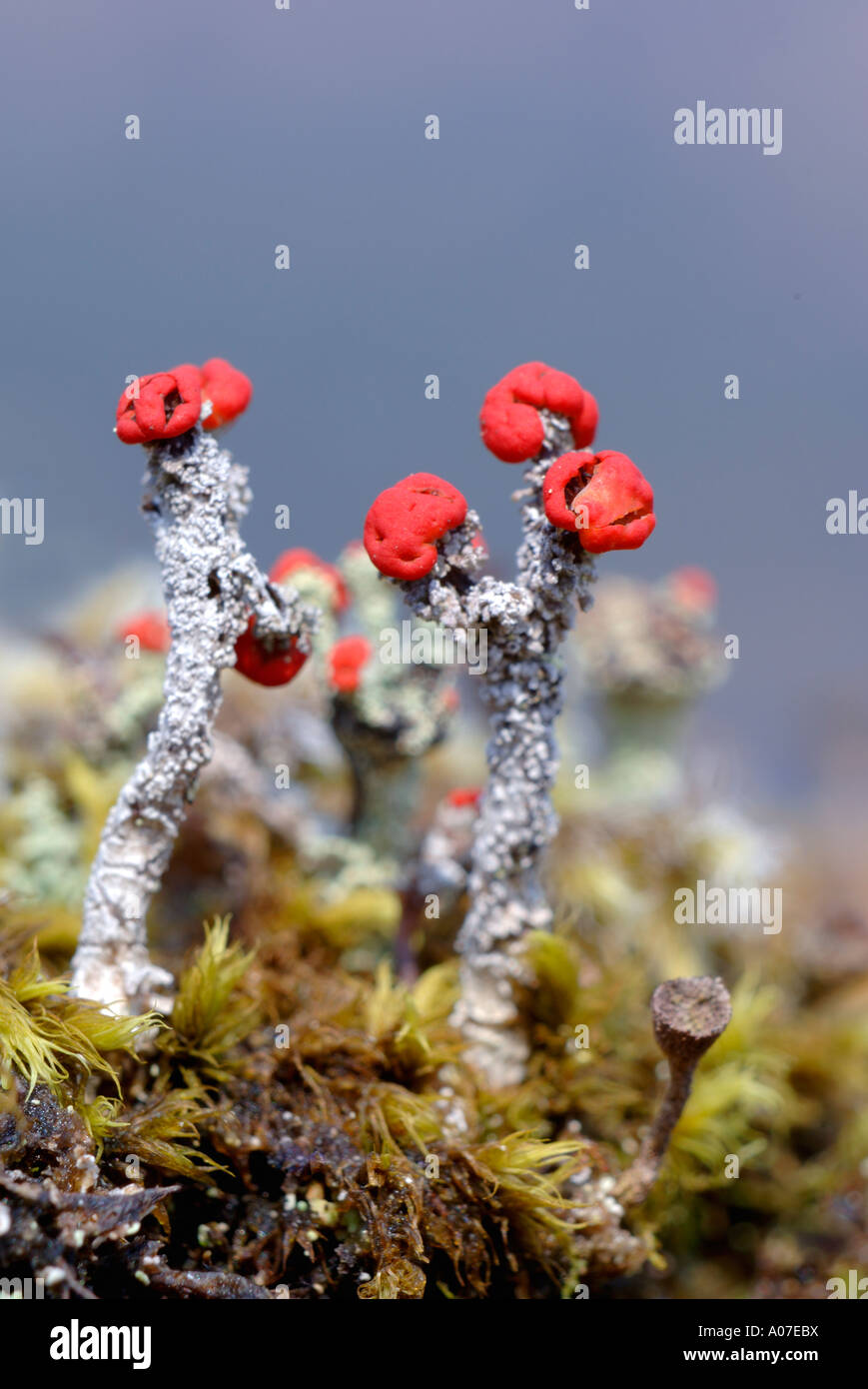 Cladonia bellidiflora highlands Ecosse Banque D'Images
