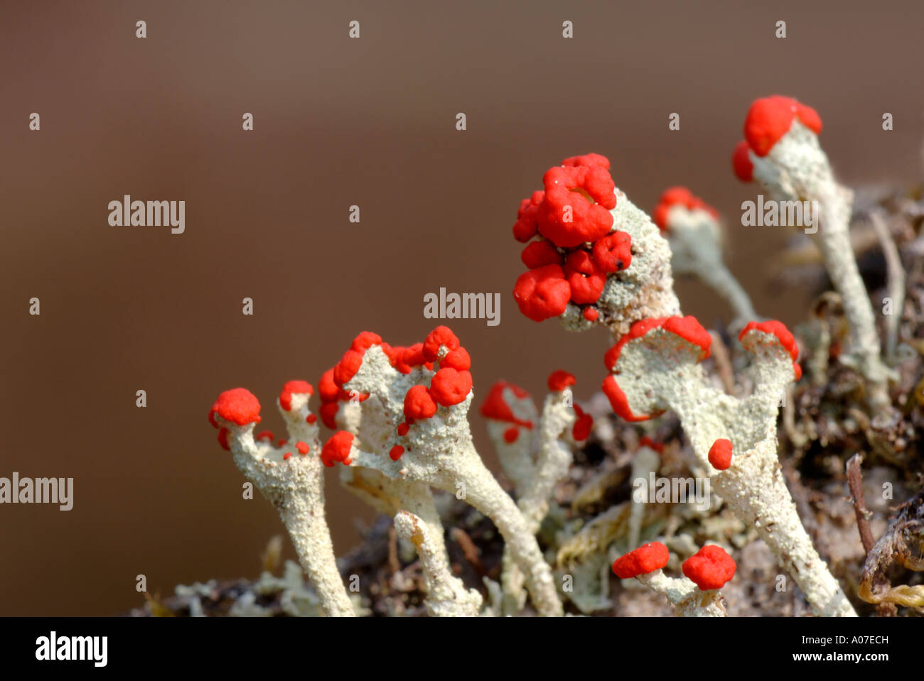 Cladonia bellidiflora highlands Ecosse Banque D'Images