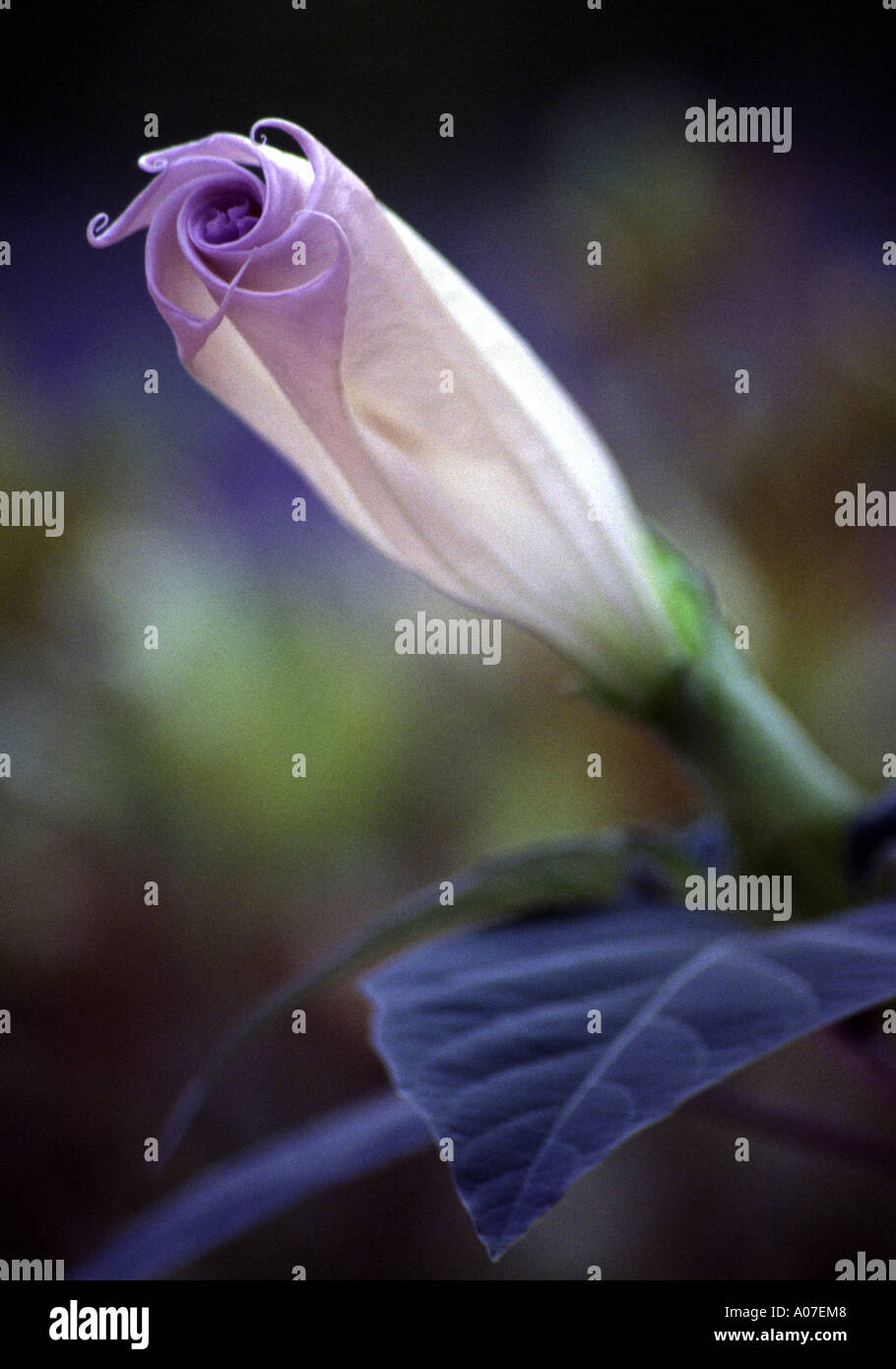 Une fleur de datura juste avant qu'elle s'ouvre. Banque D'Images