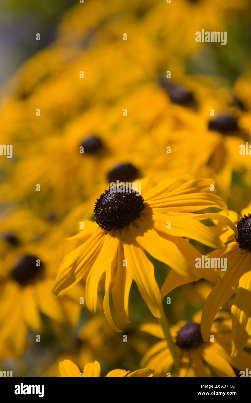 Black Eyed Susan Fleurs également Connu Sous Le Nom De