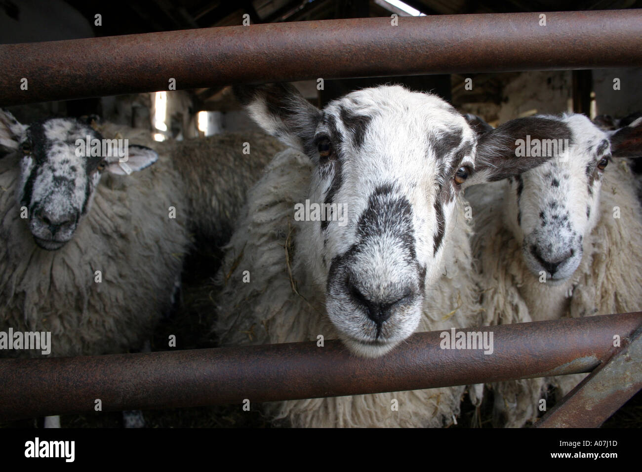 3 les moutons dans une grange dans le lake district Cumbria UK à la caméra en Banque D'Images