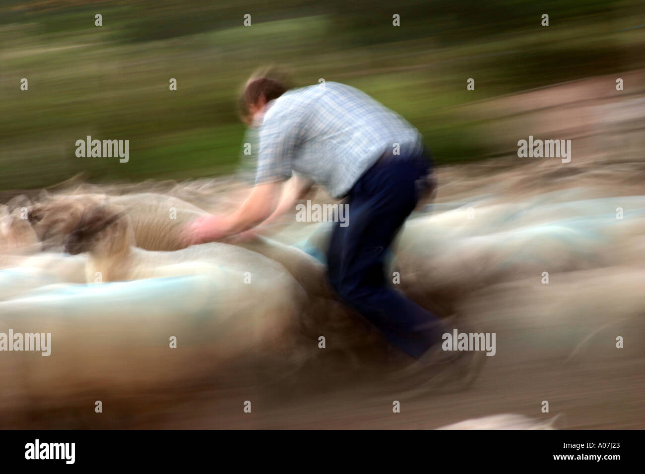 Berger ou agriculteur chassant un troupeau de moutons dans les prises au Pays de Galles, Royaume-Uni Banque D'Images